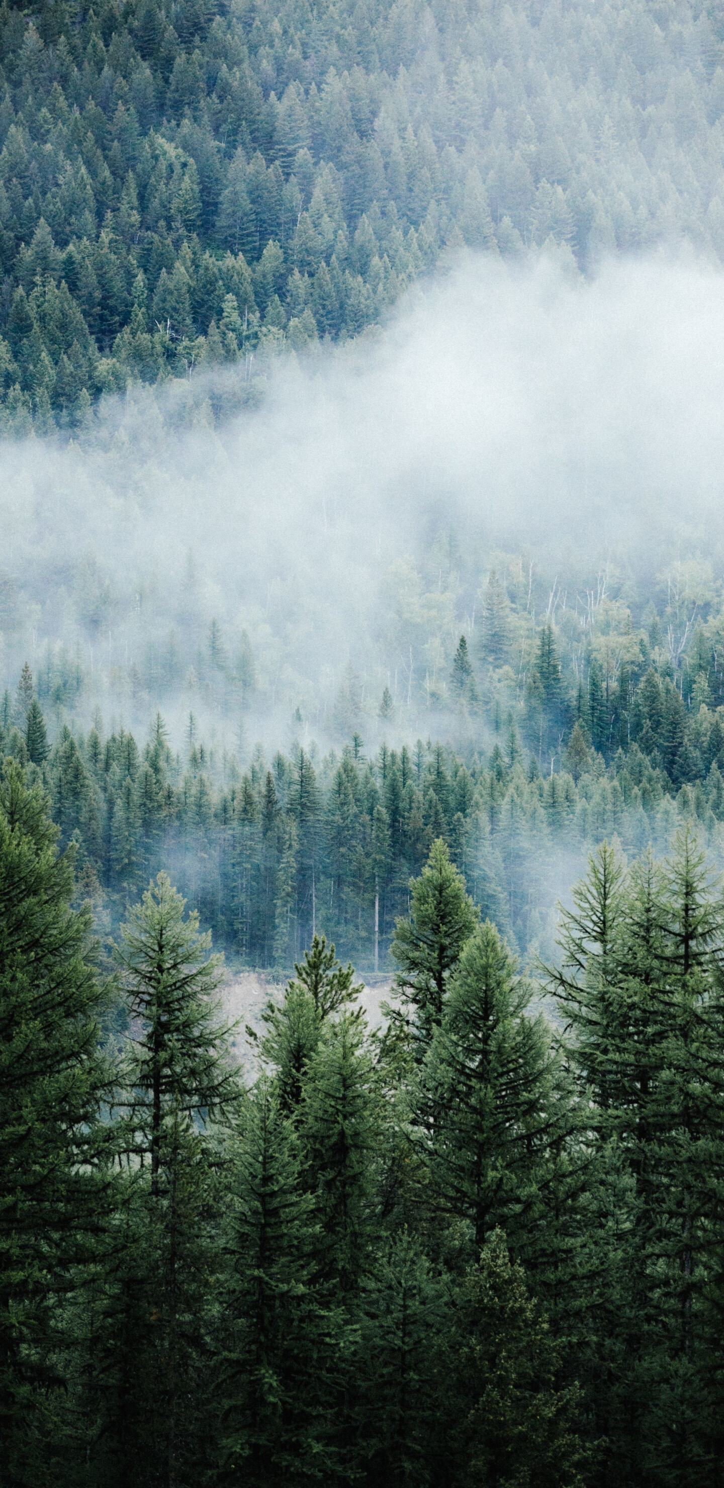 Forest: Tree, Nature, Montana, Coniferous, Green terrain, Ecoregion. 1440x2960 HD Wallpaper.
