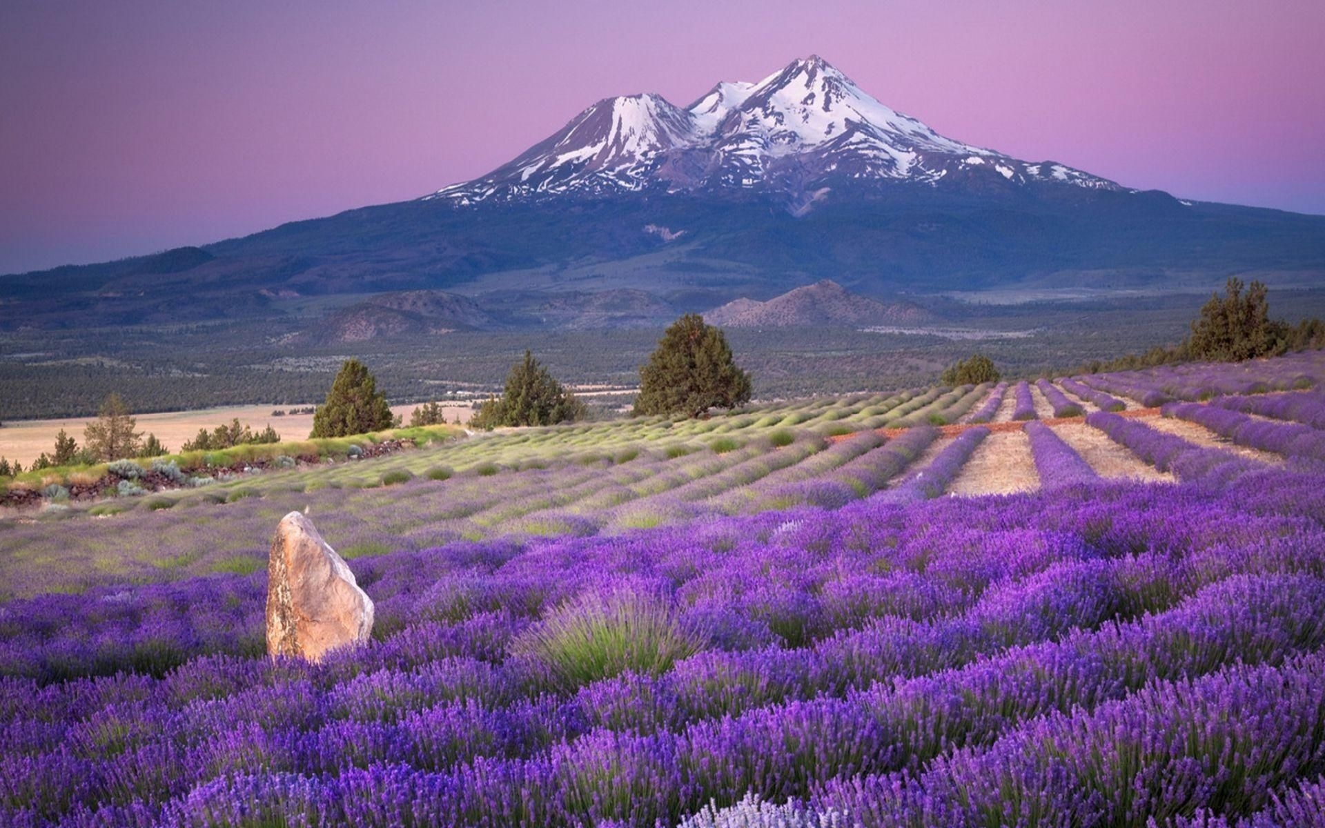Lavender desktop wallpapers, Floral beauty, Serene landscapes, Nature's wonders, 1920x1200 HD Desktop