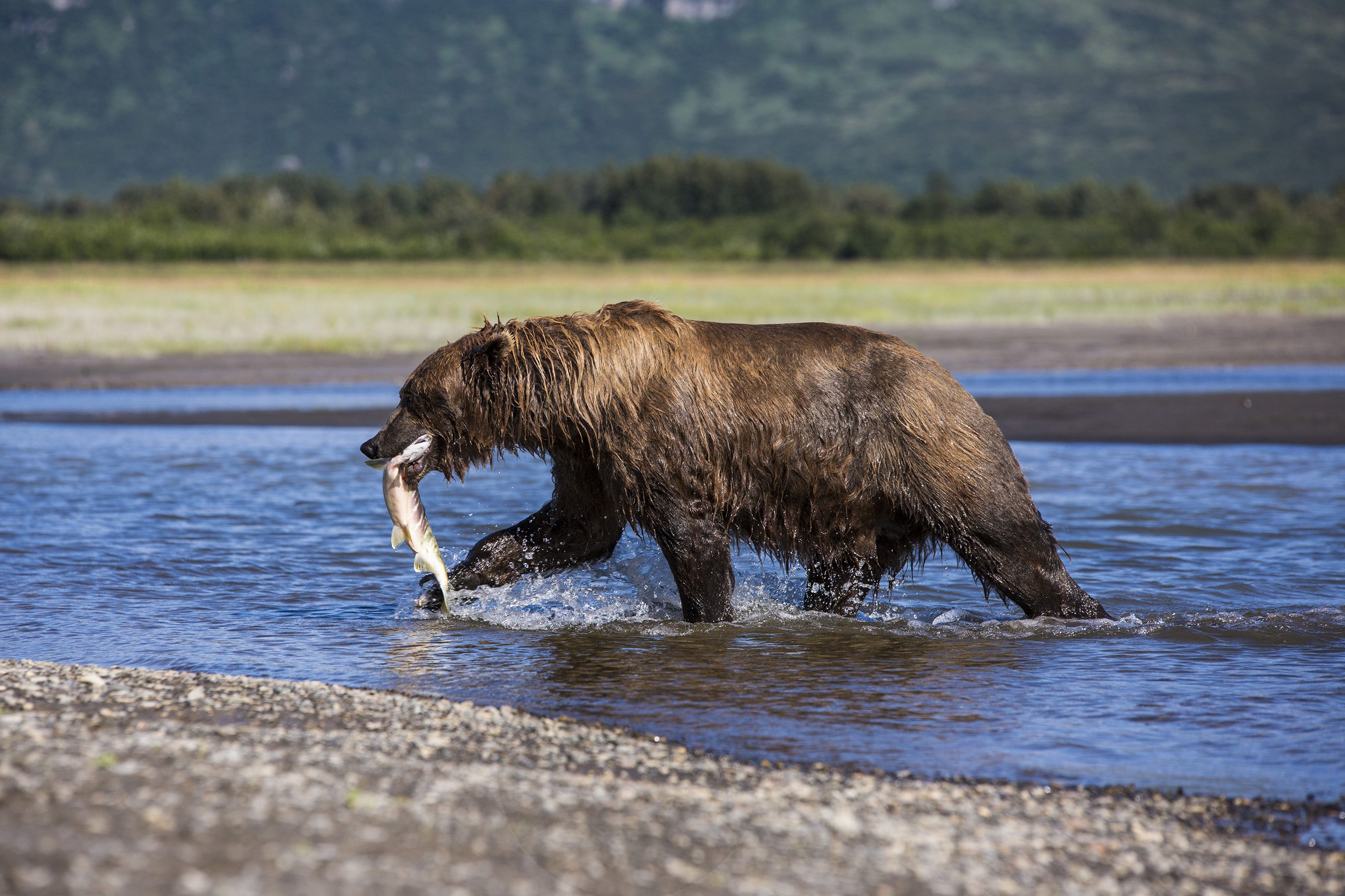 Grizzly Bear, Fascinating facts, G Adventures, Bear behavior, 2740x1830 HD Desktop