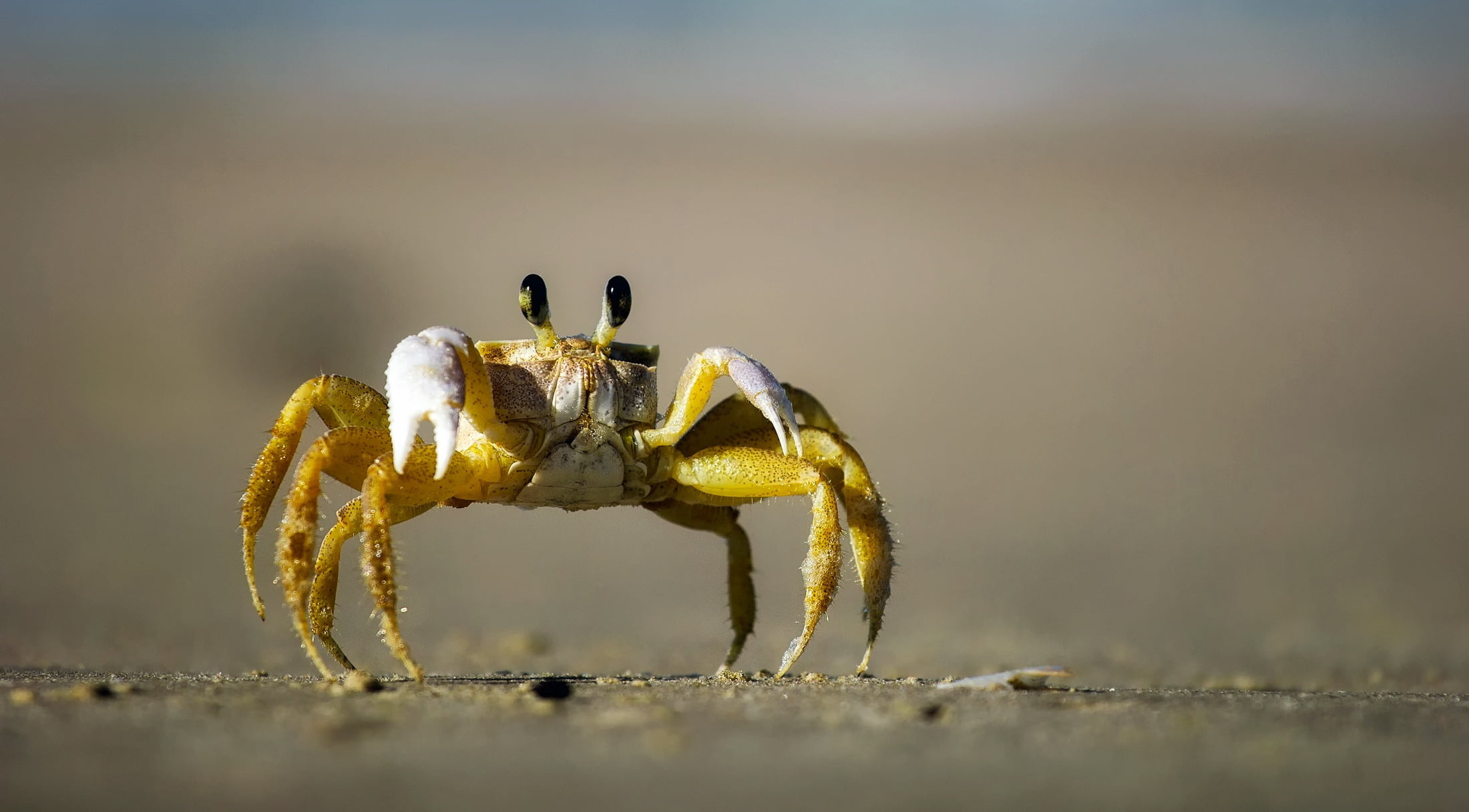 Crab: Shore, Have a thick external skeleton. 2200x1220 HD Background.