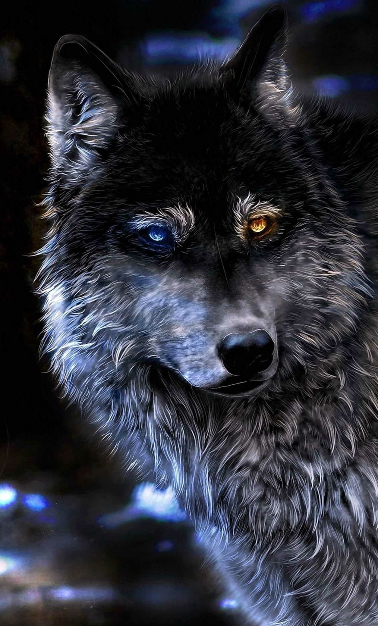 Wolf: The diet of coastal wolves in Alaska includes 20% salmon, while those of coastal wolves in British Columbia includes 25% marine sources, and those on the nearby islands 75%. 1260x2080 HD Background.