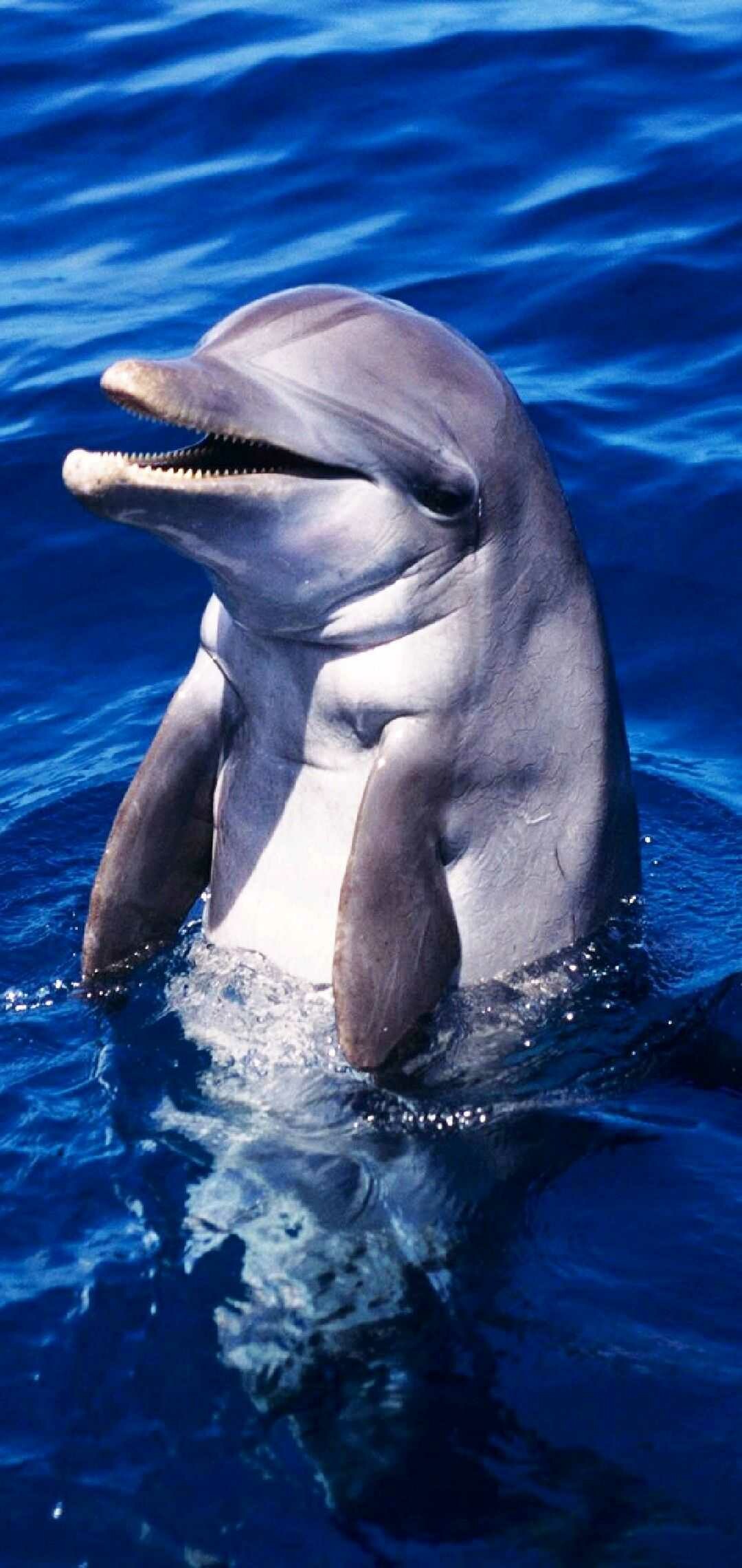 Dolphin: Dolphins show various types of playful behavior, often including objects, self-made bubble rings, other dolphins or other animals. 1080x2280 HD Wallpaper.