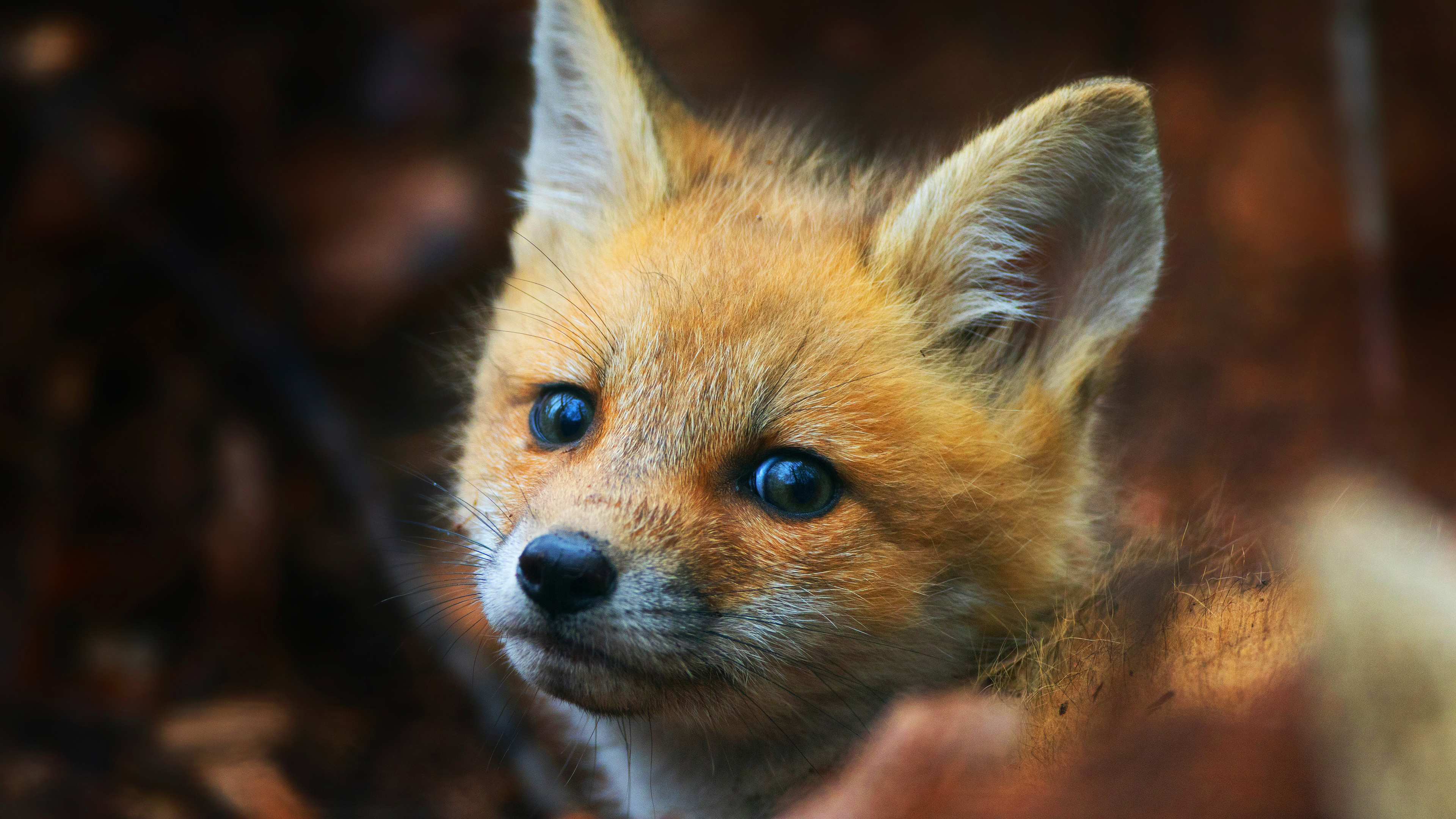 Cute fox cub, 4K wallpapers, Animals in their habitat, Natural wonders, 3840x2160 4K Desktop