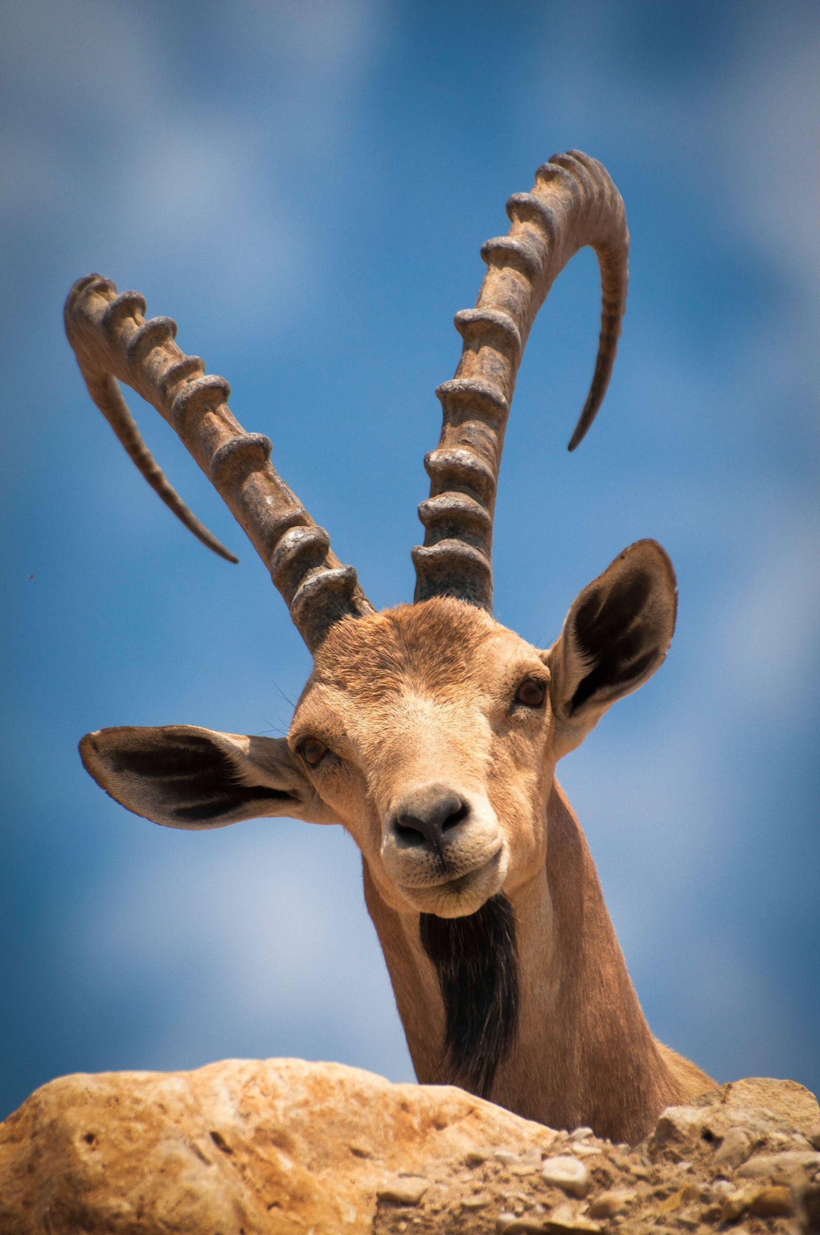 770 antelopes and gazelles, Wild mammals, African grasslands, Nature's diversity, 1600x2410 HD Handy