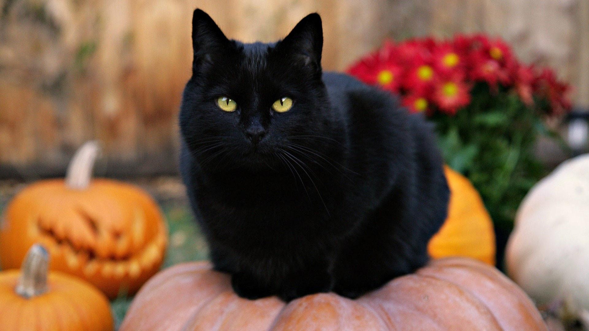 Halloween cat, Black kitten, Pumpkin wallpapers, Festive atmosphere, 1920x1080 Full HD Desktop