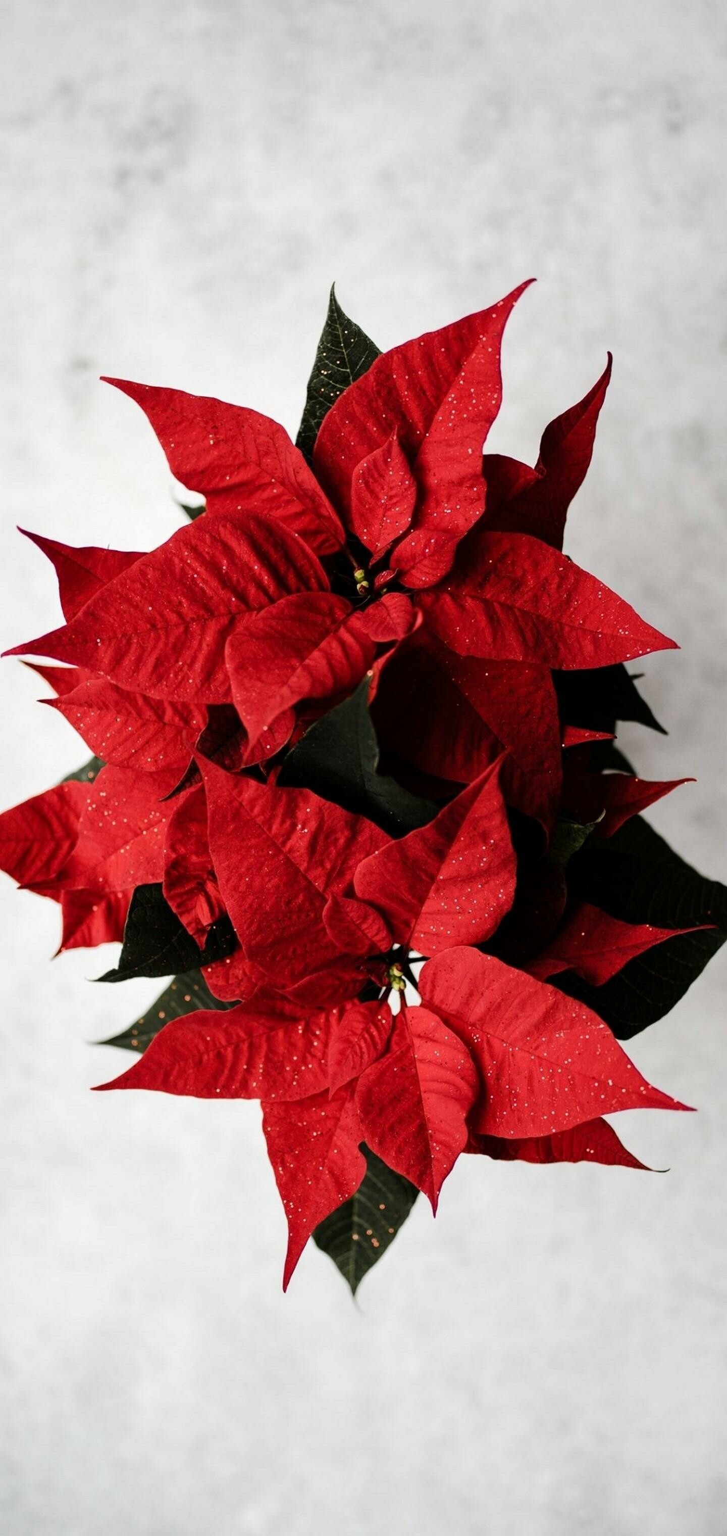 Poinsettia: Became associated with the Christmas holiday and are popular seasonal decorations. 1440x3040 HD Wallpaper.