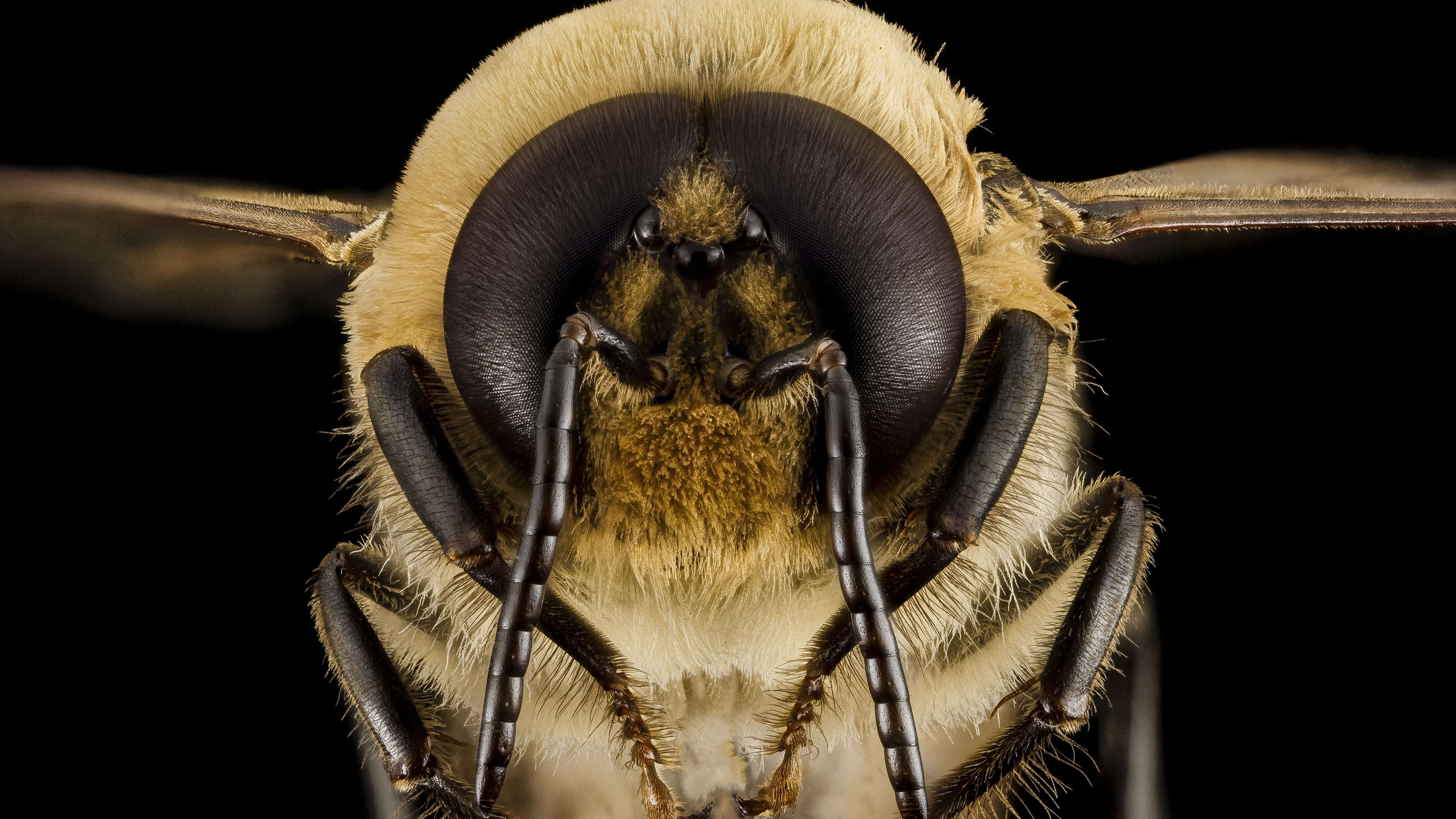 Bee: Queen, An adult, mated female that lives in a colony or hive of honey bees. 3840x2160 4K Wallpaper.