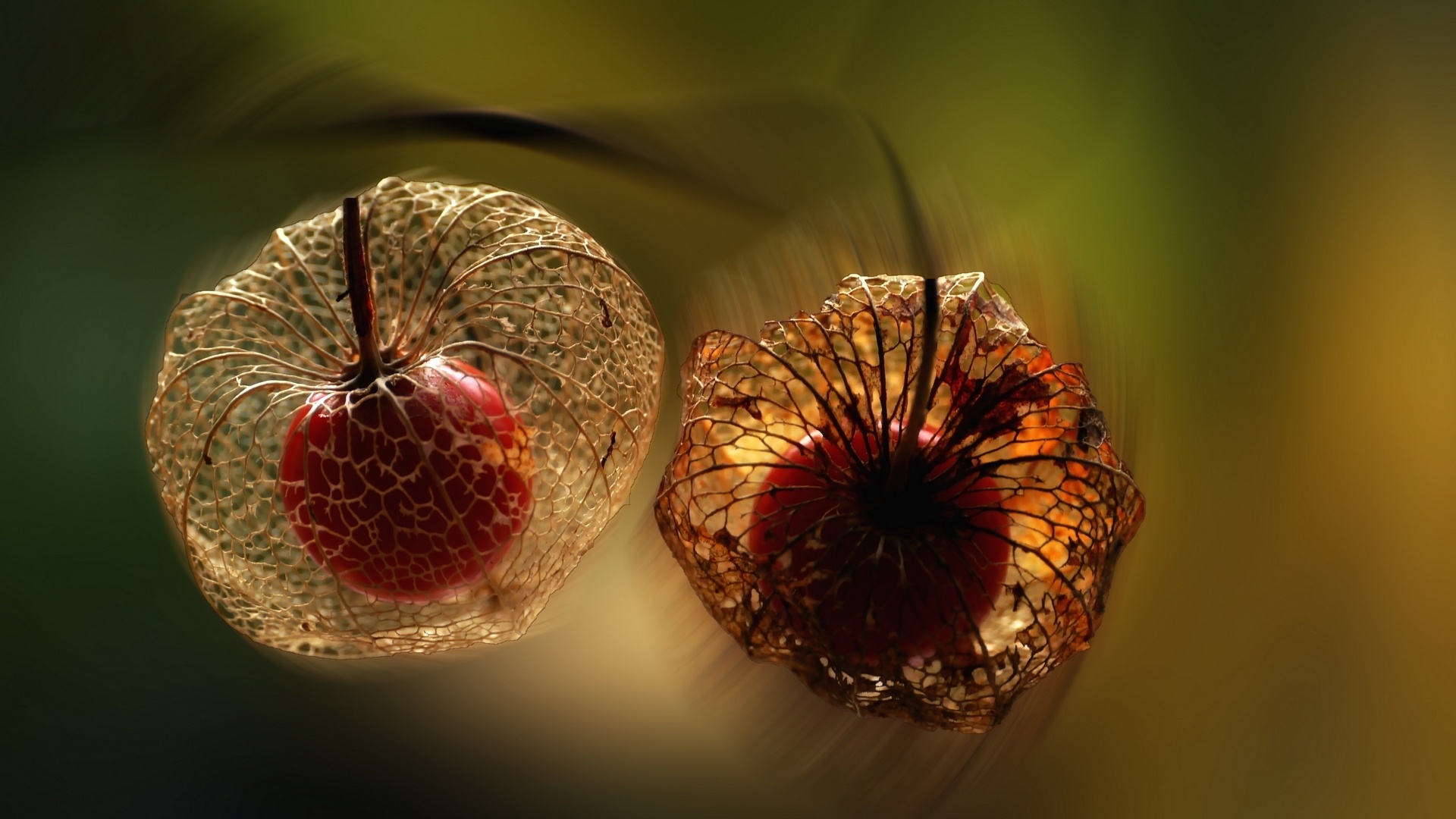 Physalis: Cape gooseberry, A large, papery husk derived from the calyx. 1920x1080 Full HD Background.