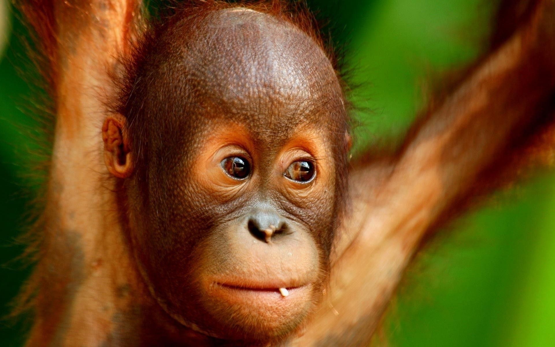 Baby orangutan wallpapers, Adorable primate, Innocent eyes, Nature's beauty, 1920x1200 HD Desktop