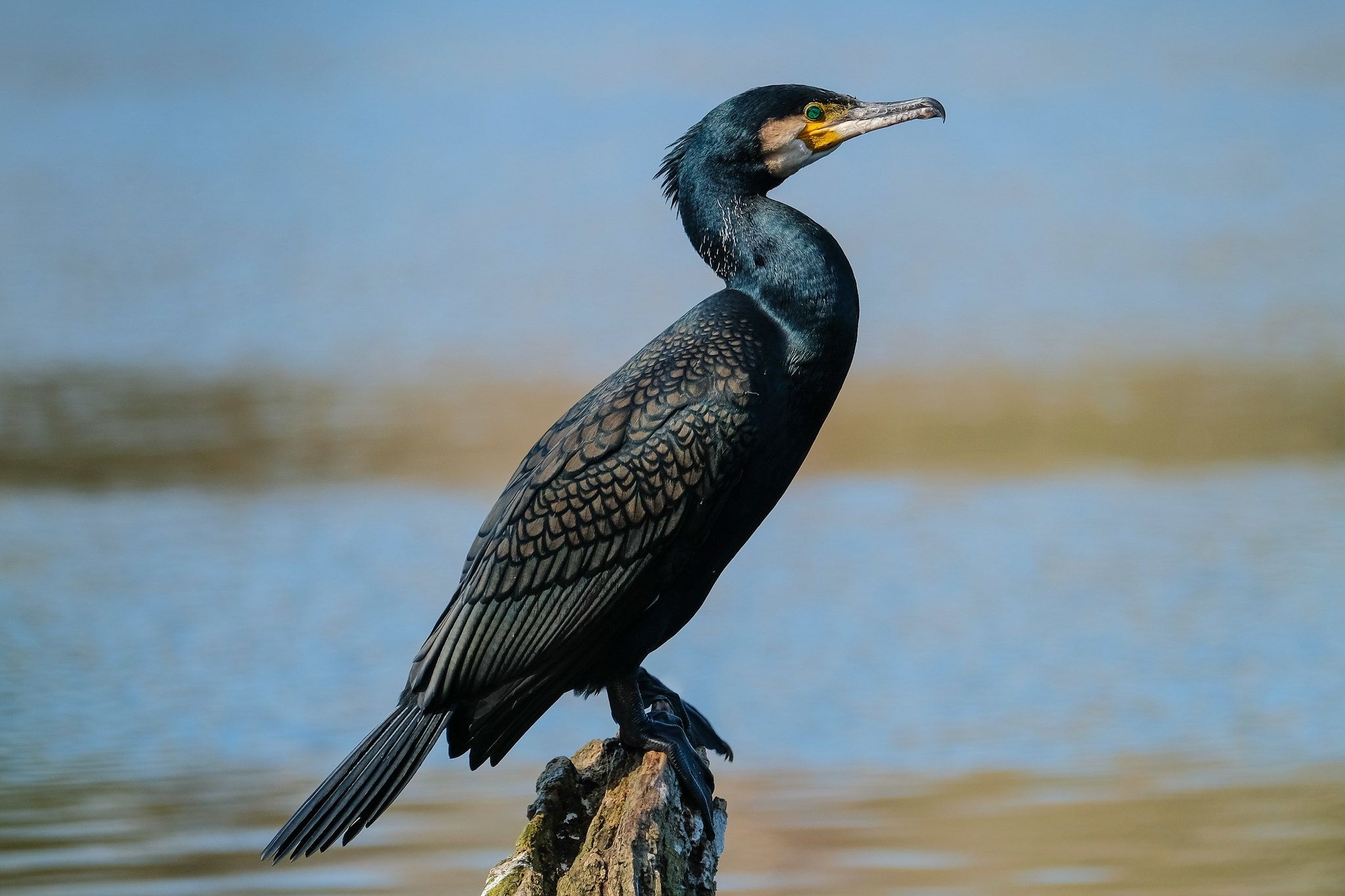 Cormorant wildlife photography, Birds in motion, Stunning captures, Natural beauty, 2050x1370 HD Desktop