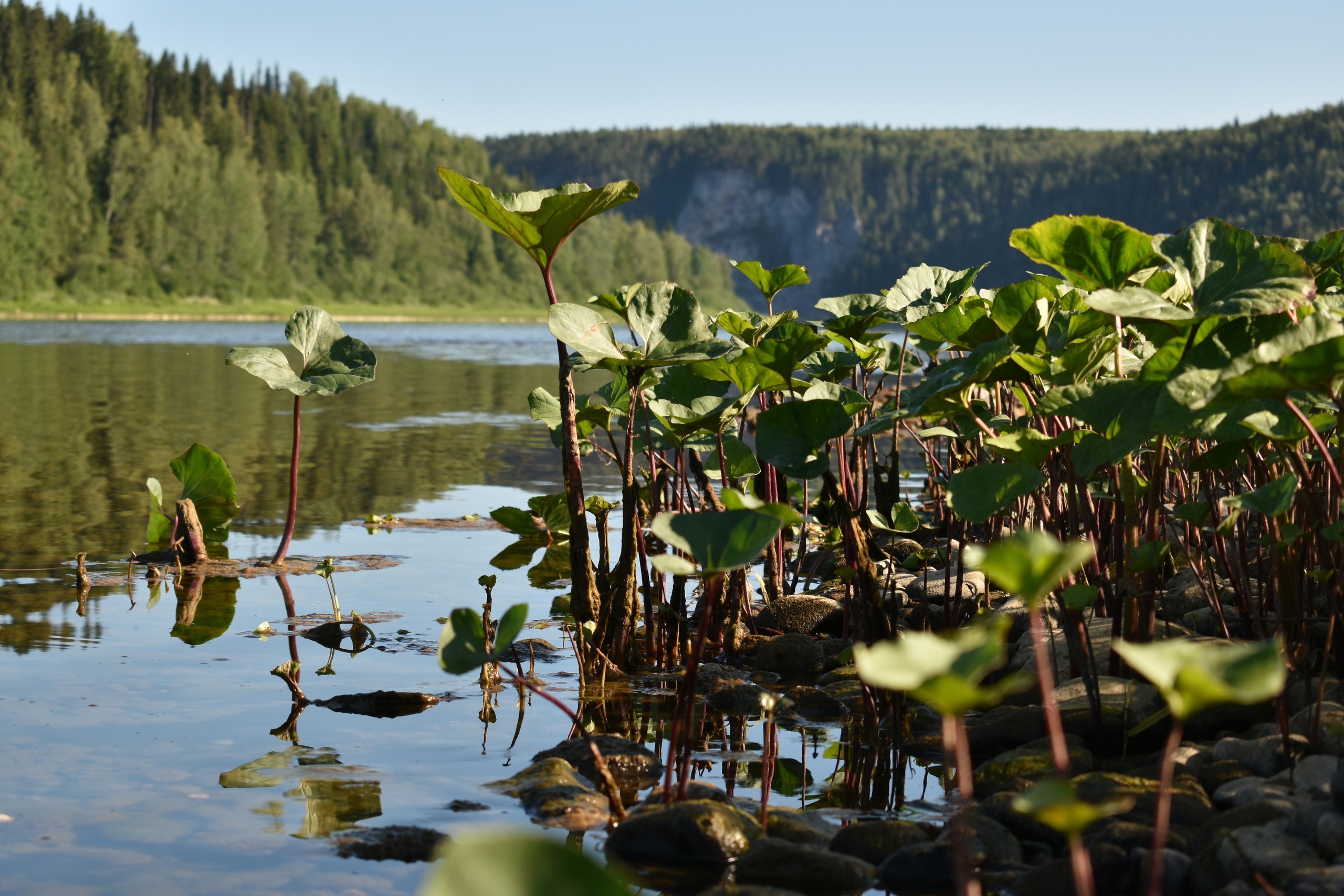 Salt Spring Island, Canada travels, Water lilies, Serene river, 2560x1710 HD Desktop