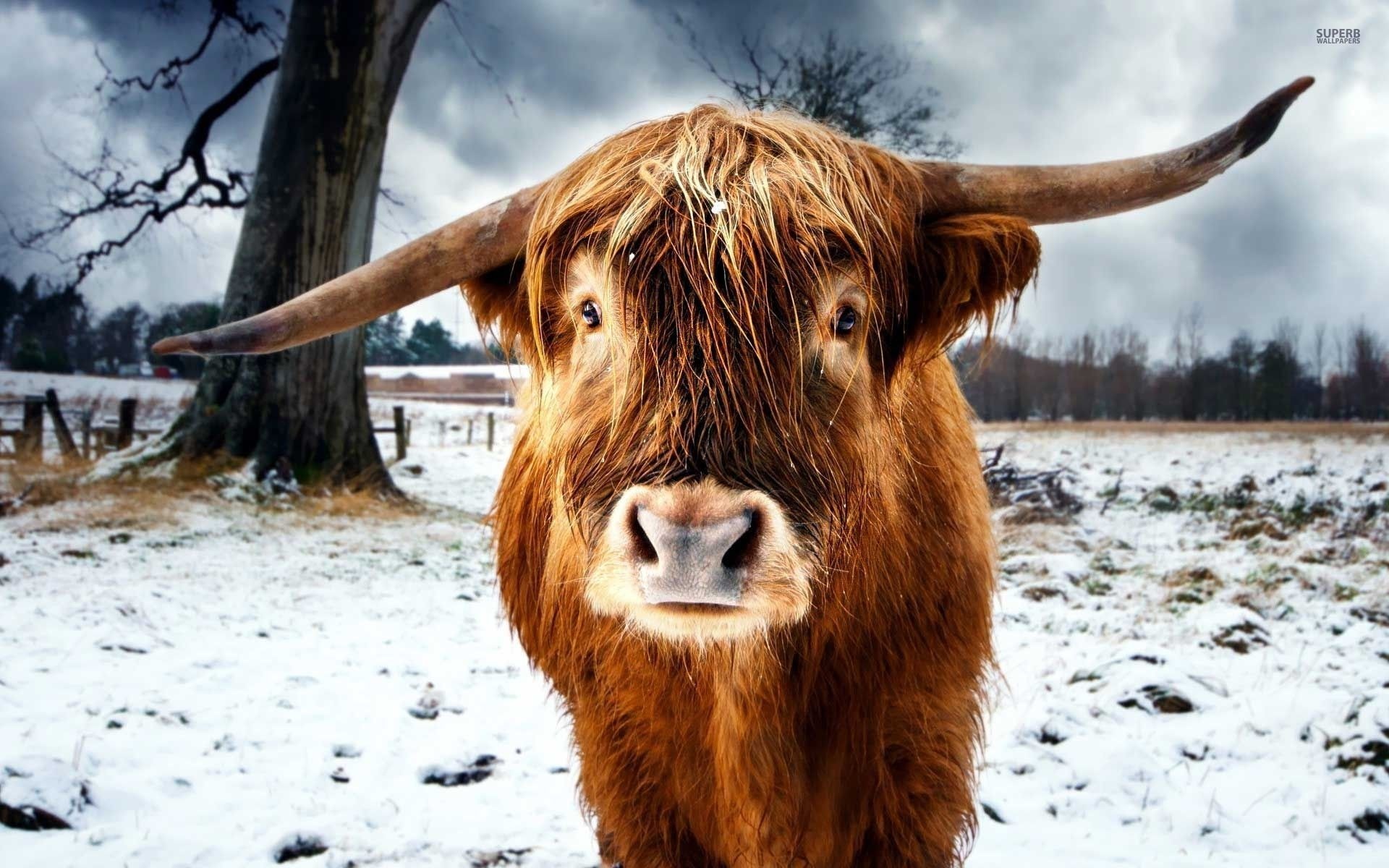 Highland cow wallpapers, Beautiful visual backgrounds, Stunning high-quality images, Captivating natural beauty, 1920x1200 HD Desktop