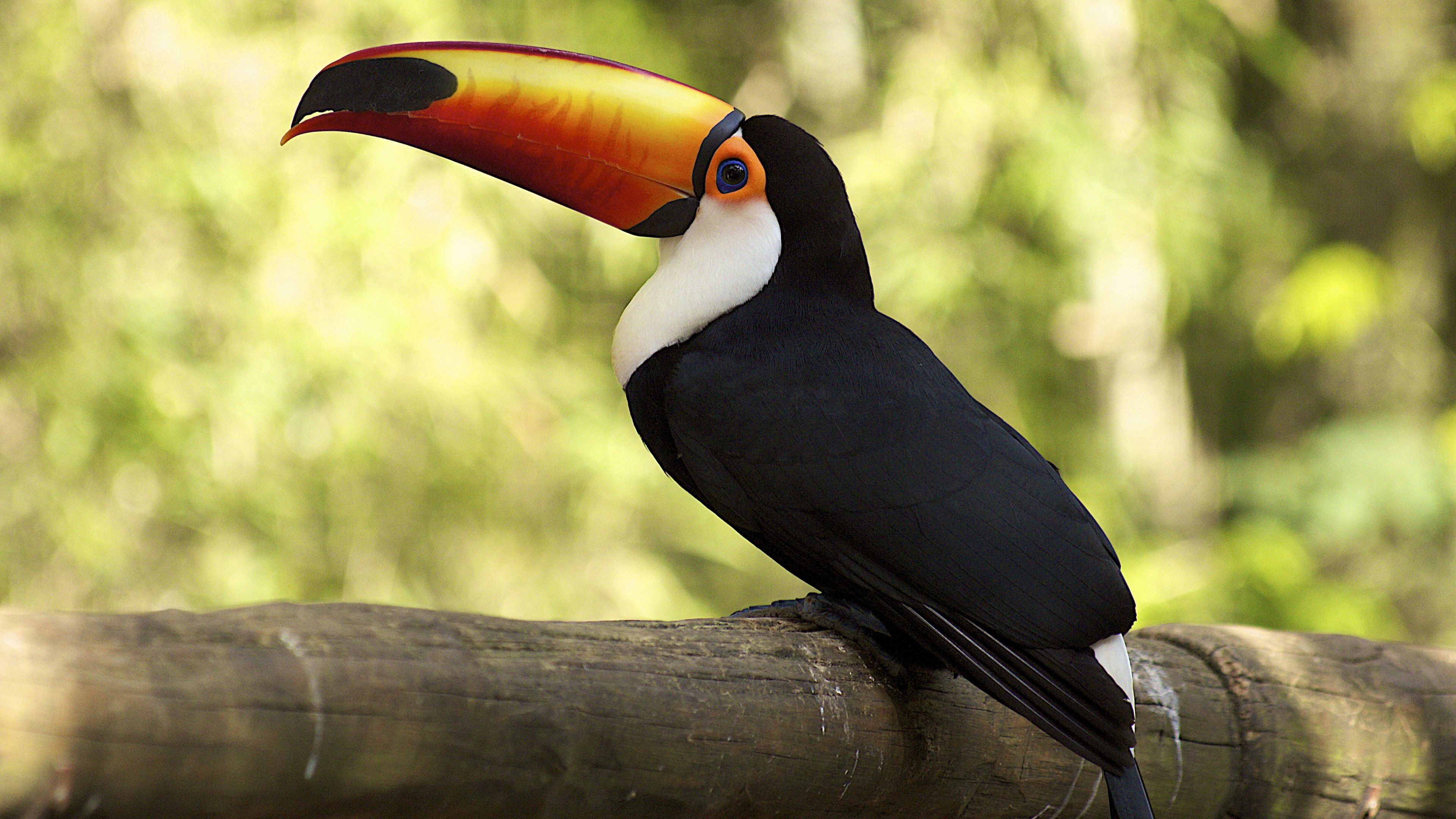 Free toucan wallpapers, Colorful bird, Nature's masterpiece, HD quality, 3840x2160 4K Desktop