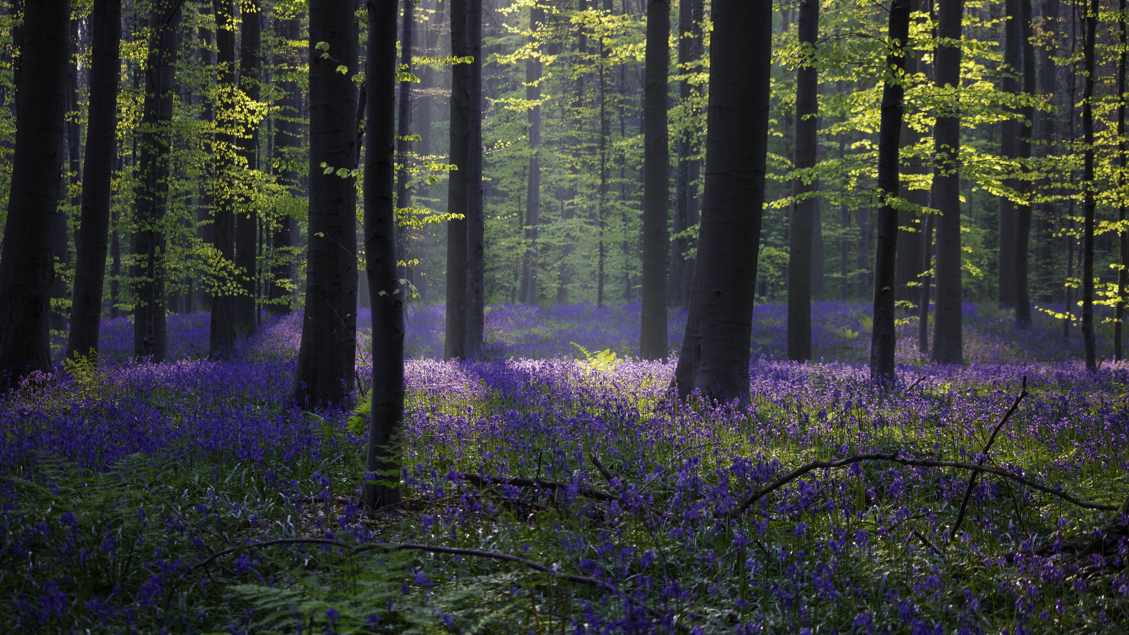 Wallpaper forest, Bluebell sunlight, Spring Halle Belgium, 3840x2160 4K Desktop