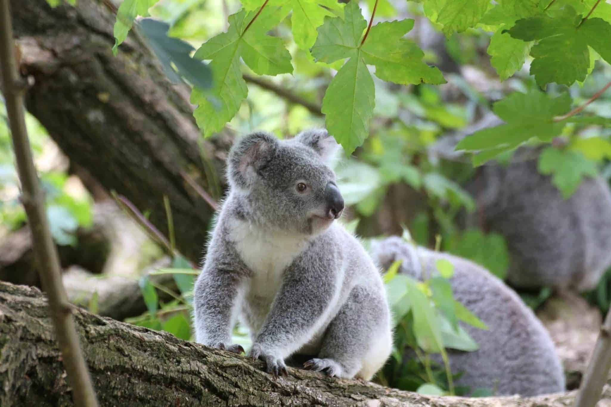 Where to spot koalas, Koalas around the world, Global koala habitats, Koala observation, 2050x1370 HD Desktop