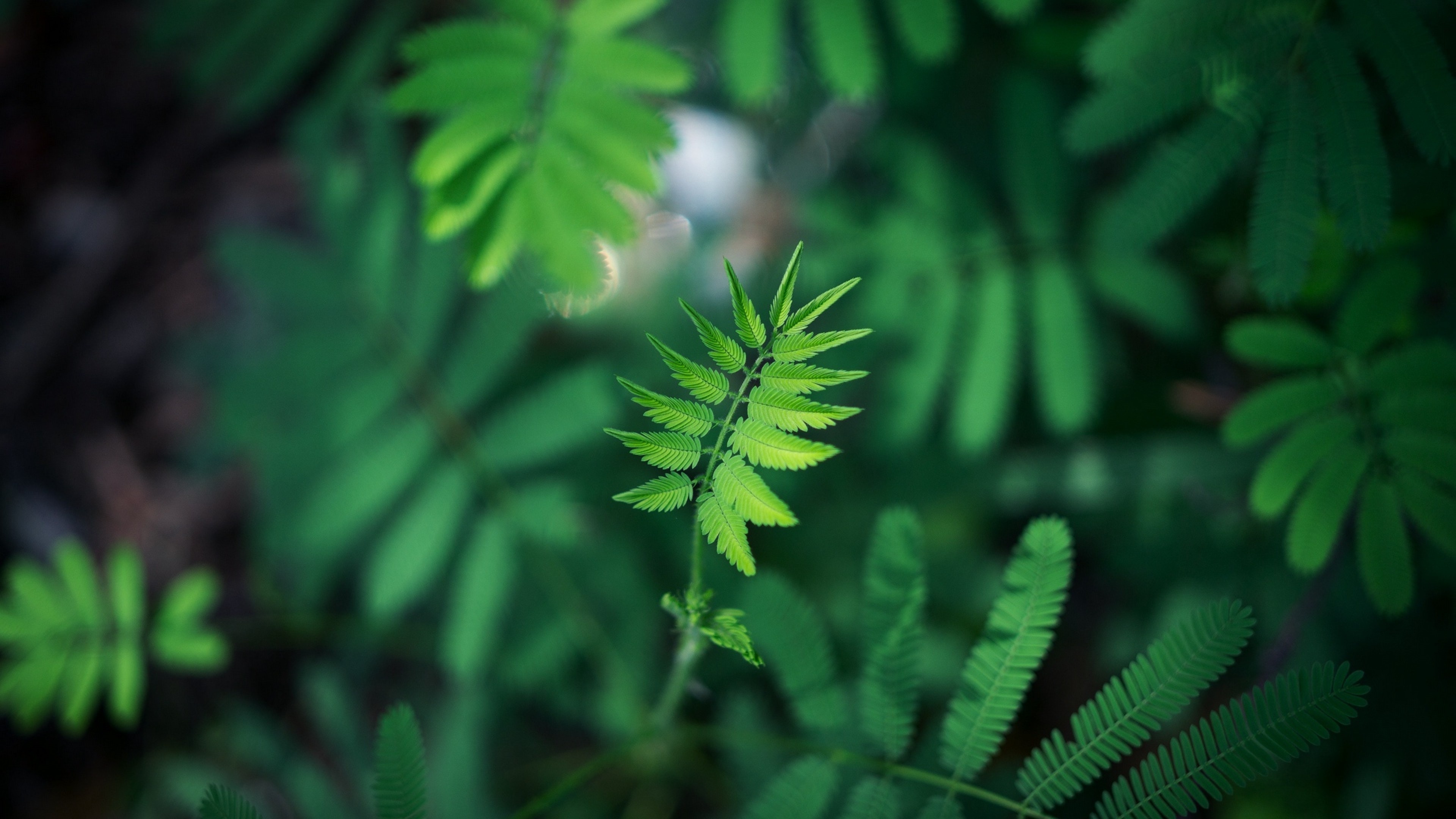 Green Leaf: The complex leaves of a flowering plant, Natural beauty. 3840x2160 4K Wallpaper.
