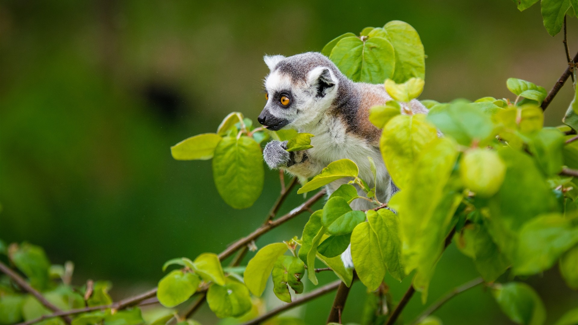 Cute lemur, Playful antics, Adorable expression, Lively background, 1920x1080 Full HD Desktop