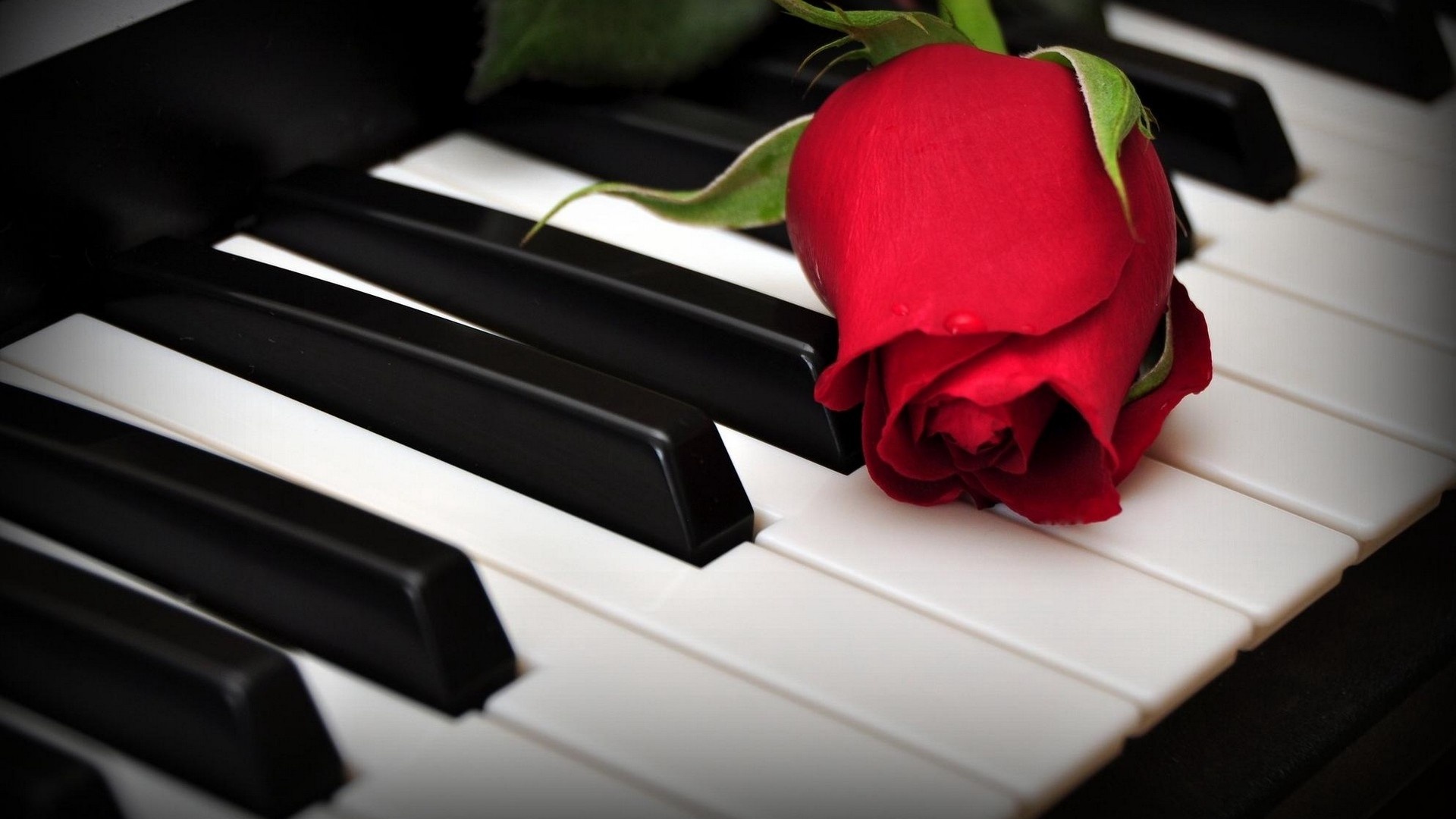 Piano: Tea Rose On Keys, Classical Music, White And Black Keys. 1920x1080 Full HD Wallpaper.