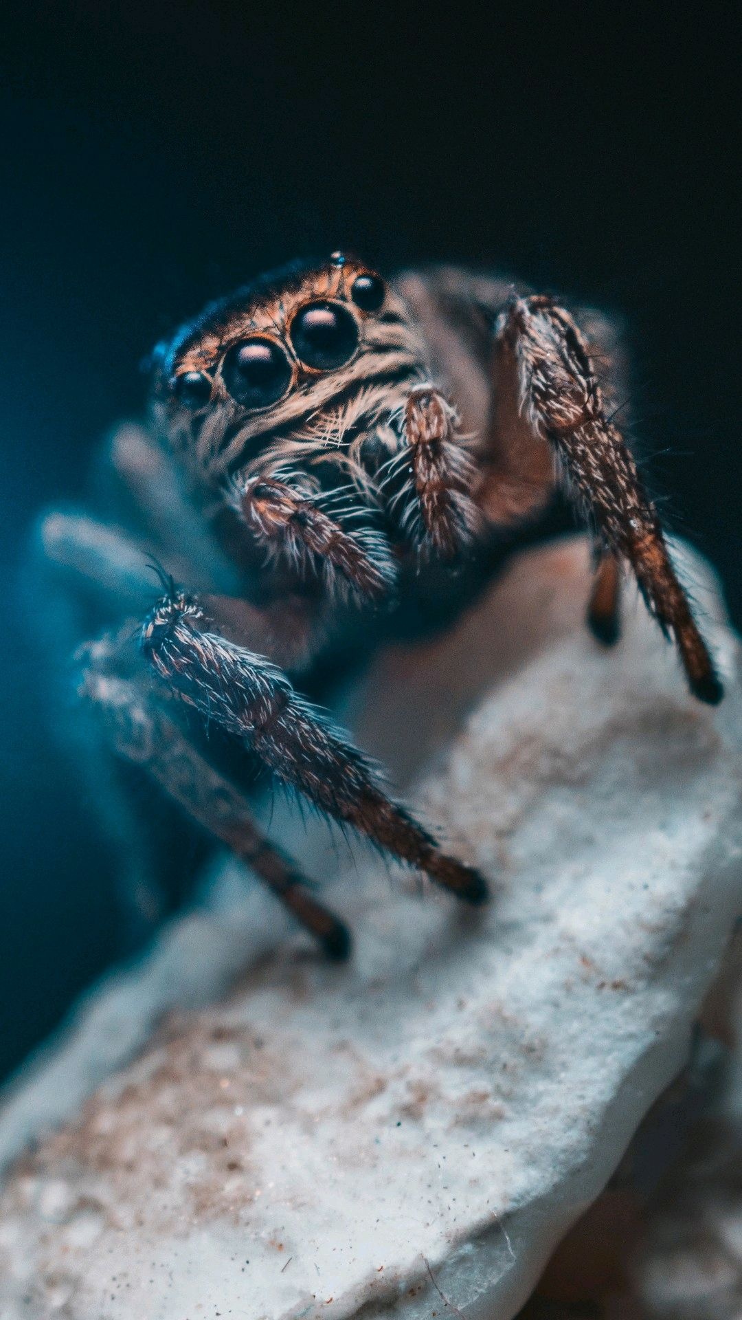 Spider, Pet spider, iPhone background, Animal companion, 1080x1920 Full HD Phone