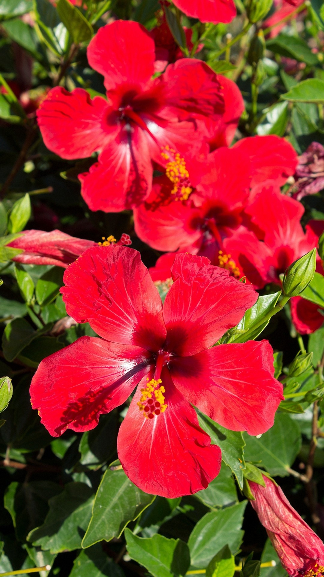 Hibiscus wallpapers, Desktop background, Floral delight, Nature's beauty, 1080x1920 Full HD Phone