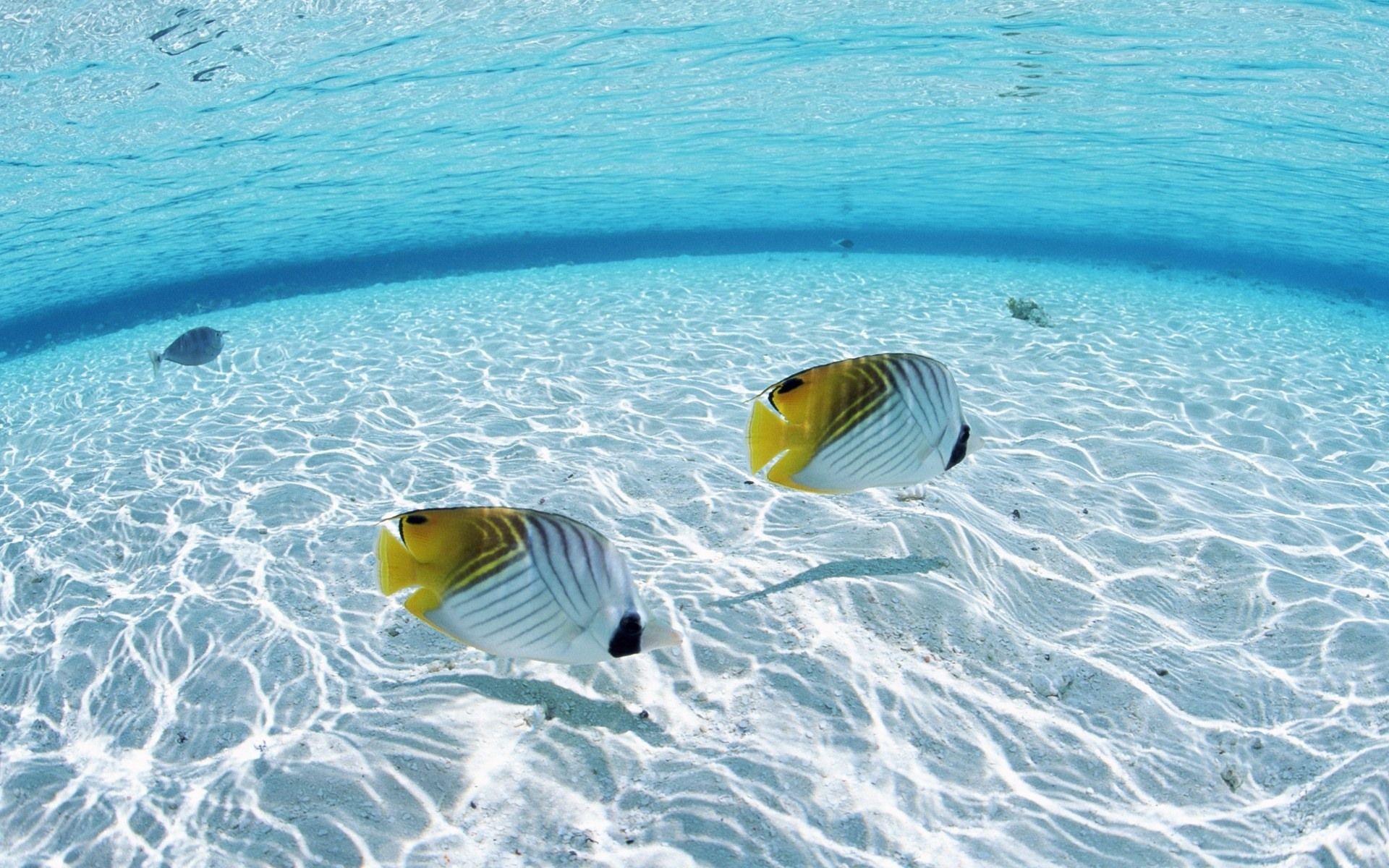 Underwater wallpaper, Fish and ocean scene, Tropical fish beauty, Marine life wonders, 1920x1200 HD Desktop