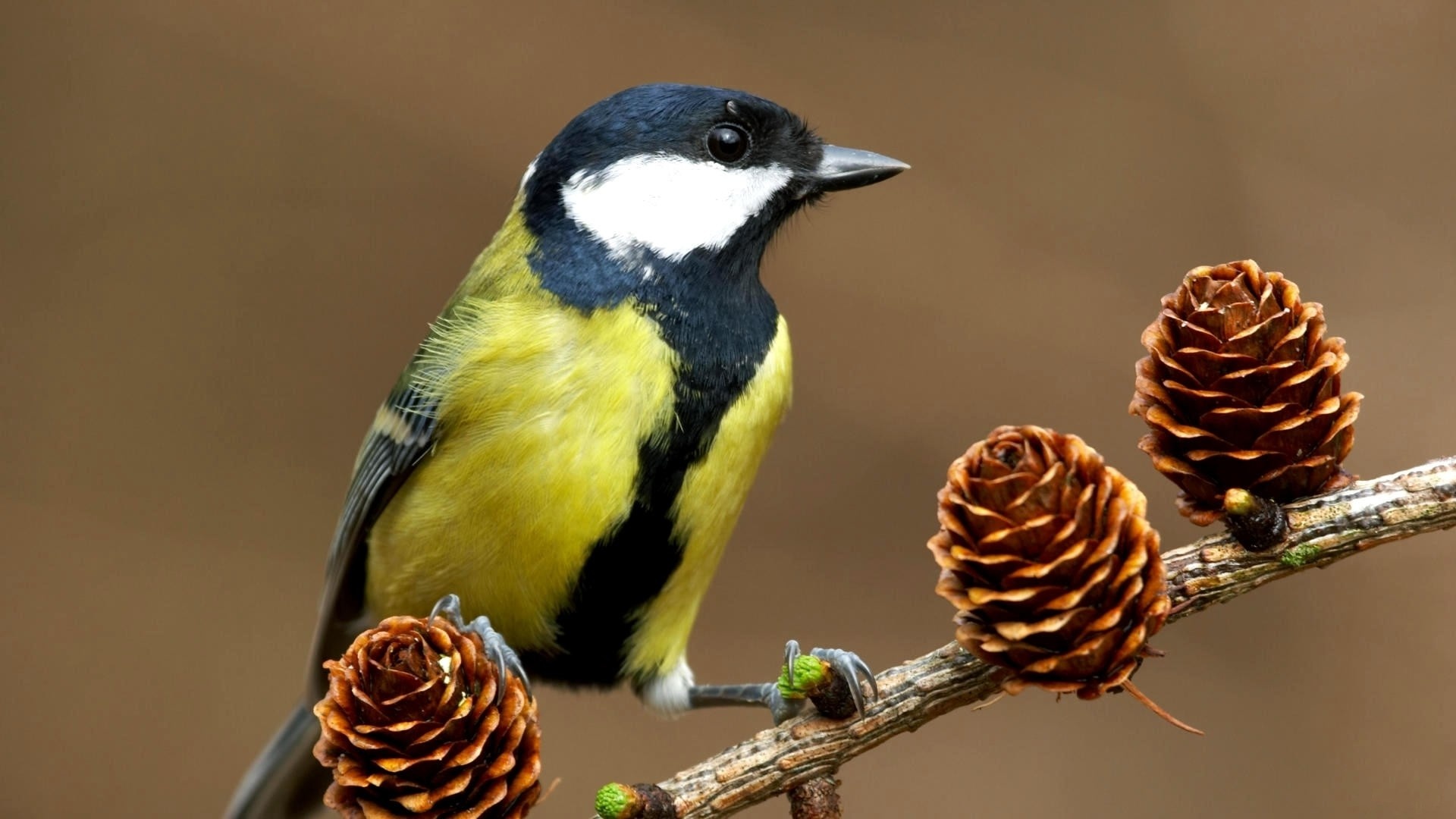 Great Tit, Parus major, Chirpy Charm, Feathered Personality, 1920x1080 Full HD Desktop