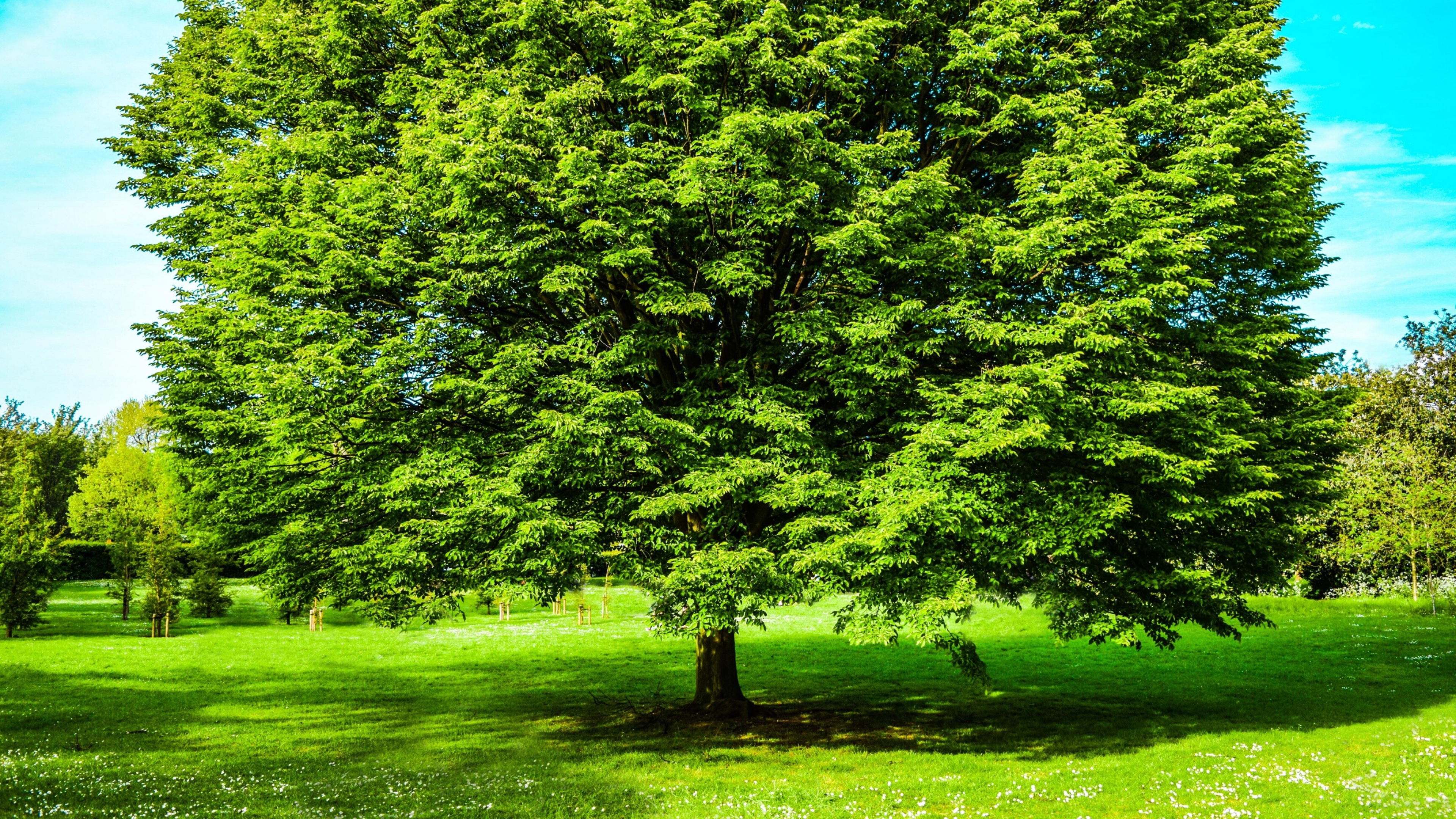 4K tree, Breathtaking visuals, Nature's gift, Sarah Seller's masterpiece, 3840x2160 4K Desktop