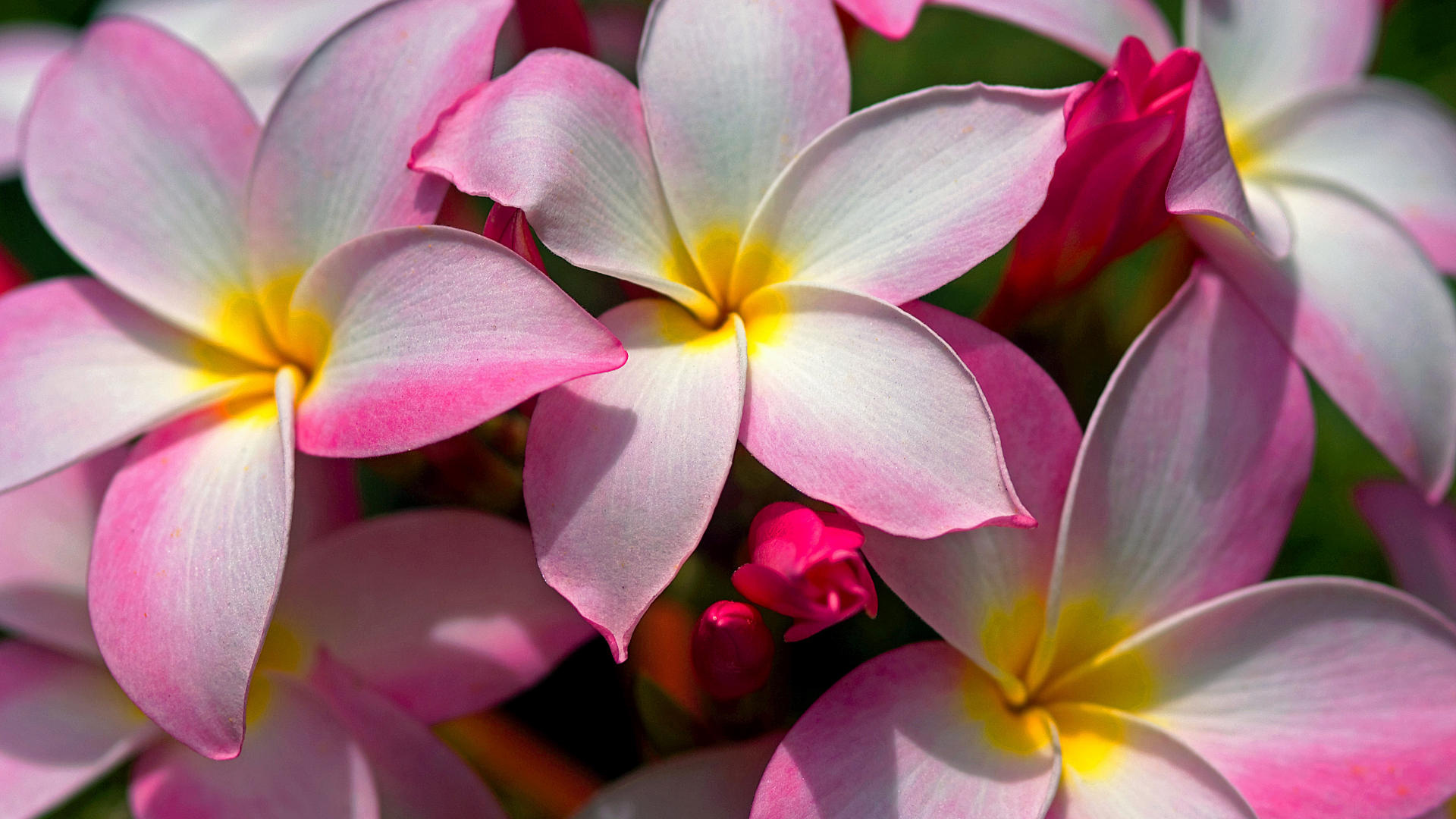 Beautiful Hawaiian flowers, Tropical paradise, Exotic blooms, Floral splendor, 1920x1080 Full HD Desktop