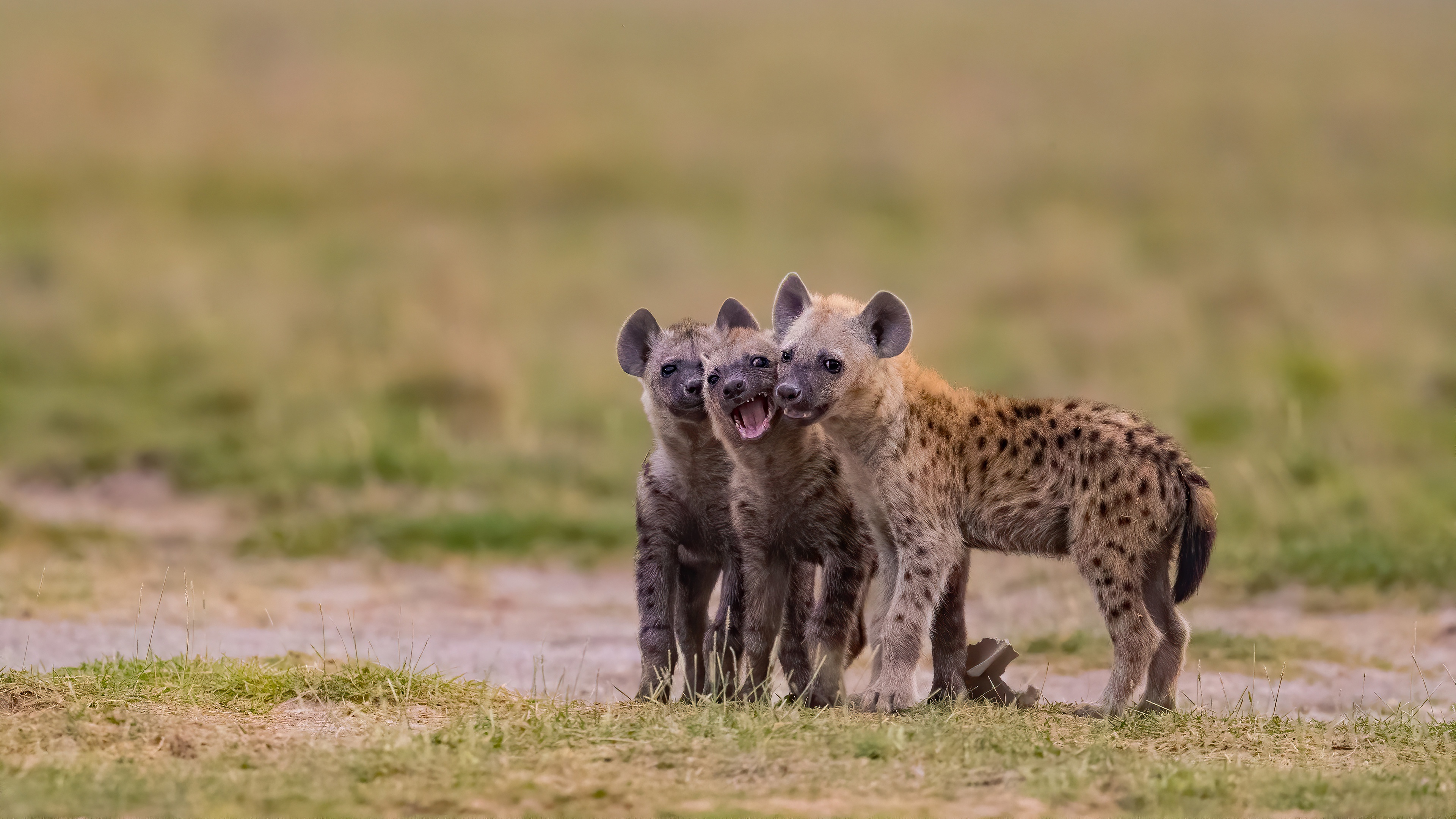 Group of young hyenas, Social animals, Wild and fascinating, Nature's wonders, 3840x2160 4K Desktop