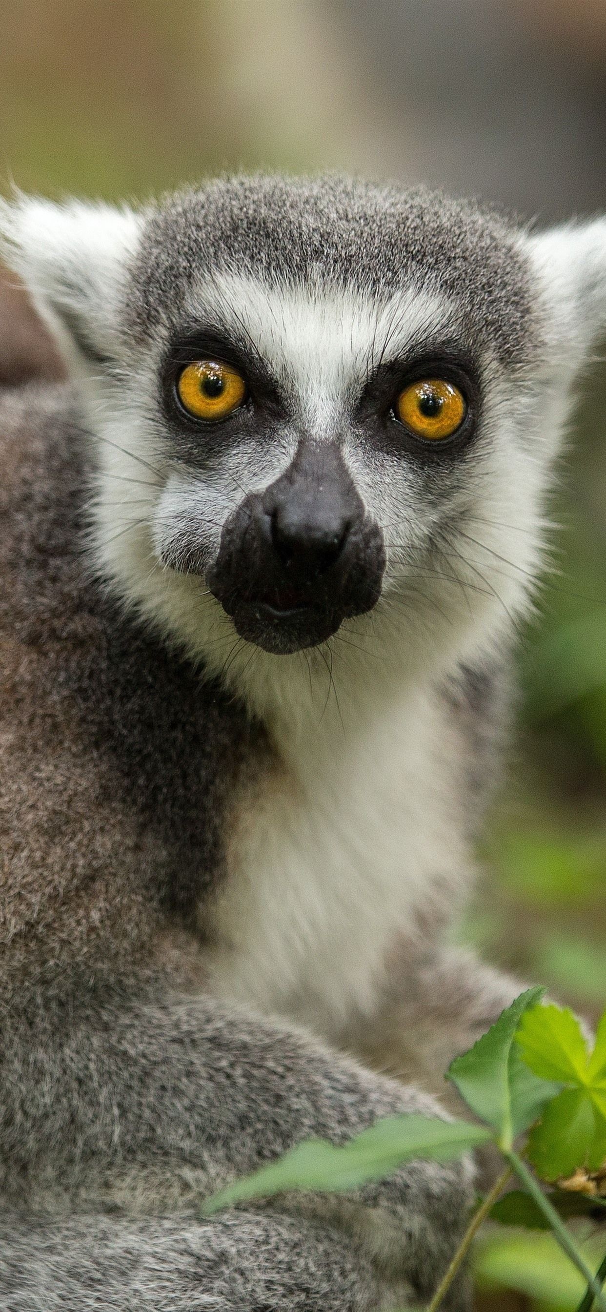 Ring Tailed Lemur, Animals, Lemur iPhone wallpapers, Top backgrounds, 1250x2690 HD Handy