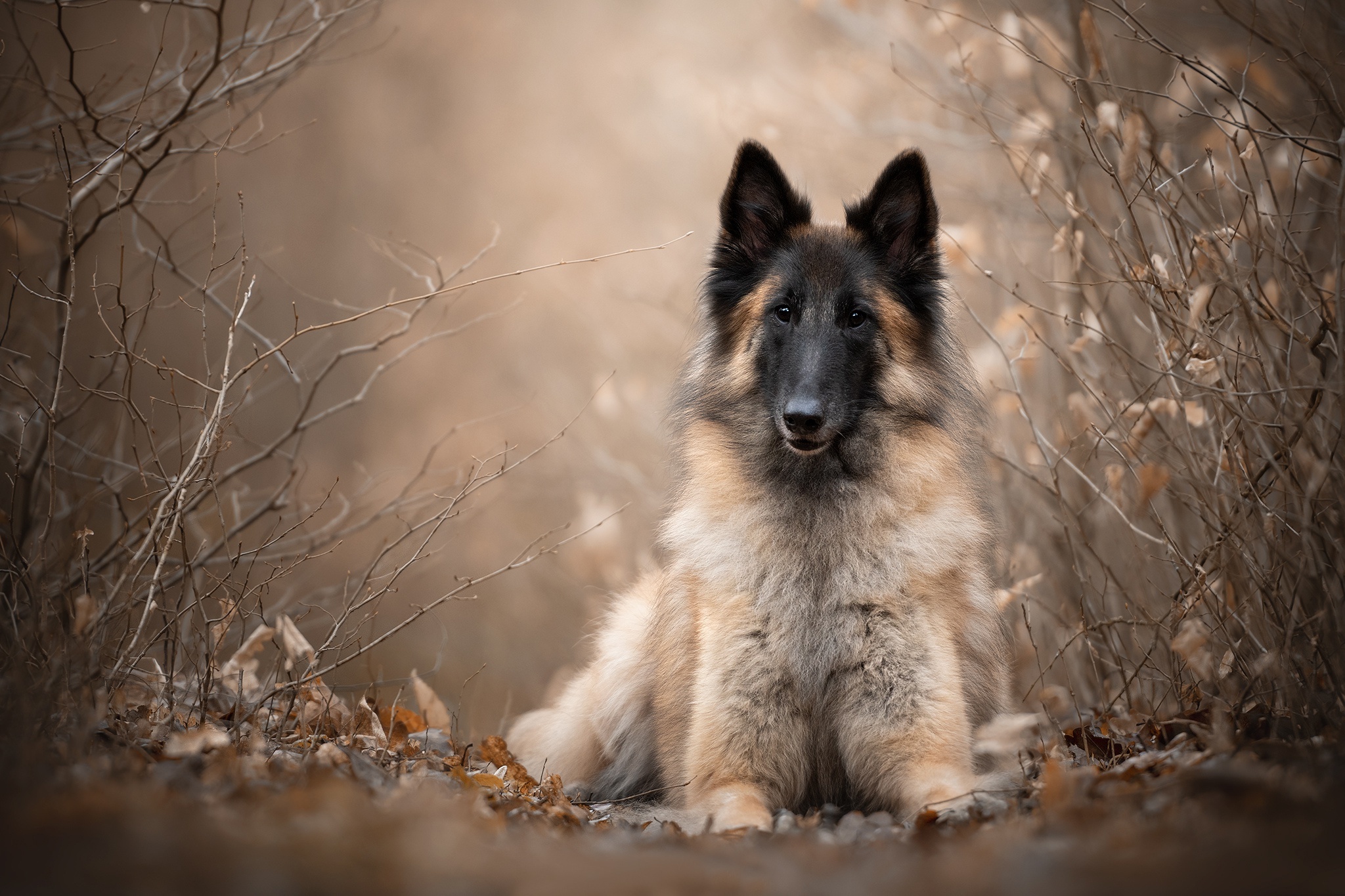 Belgian Shepherd, Beautiful wallpapers, Purebred dog, Herding breed, 2050x1370 HD Desktop