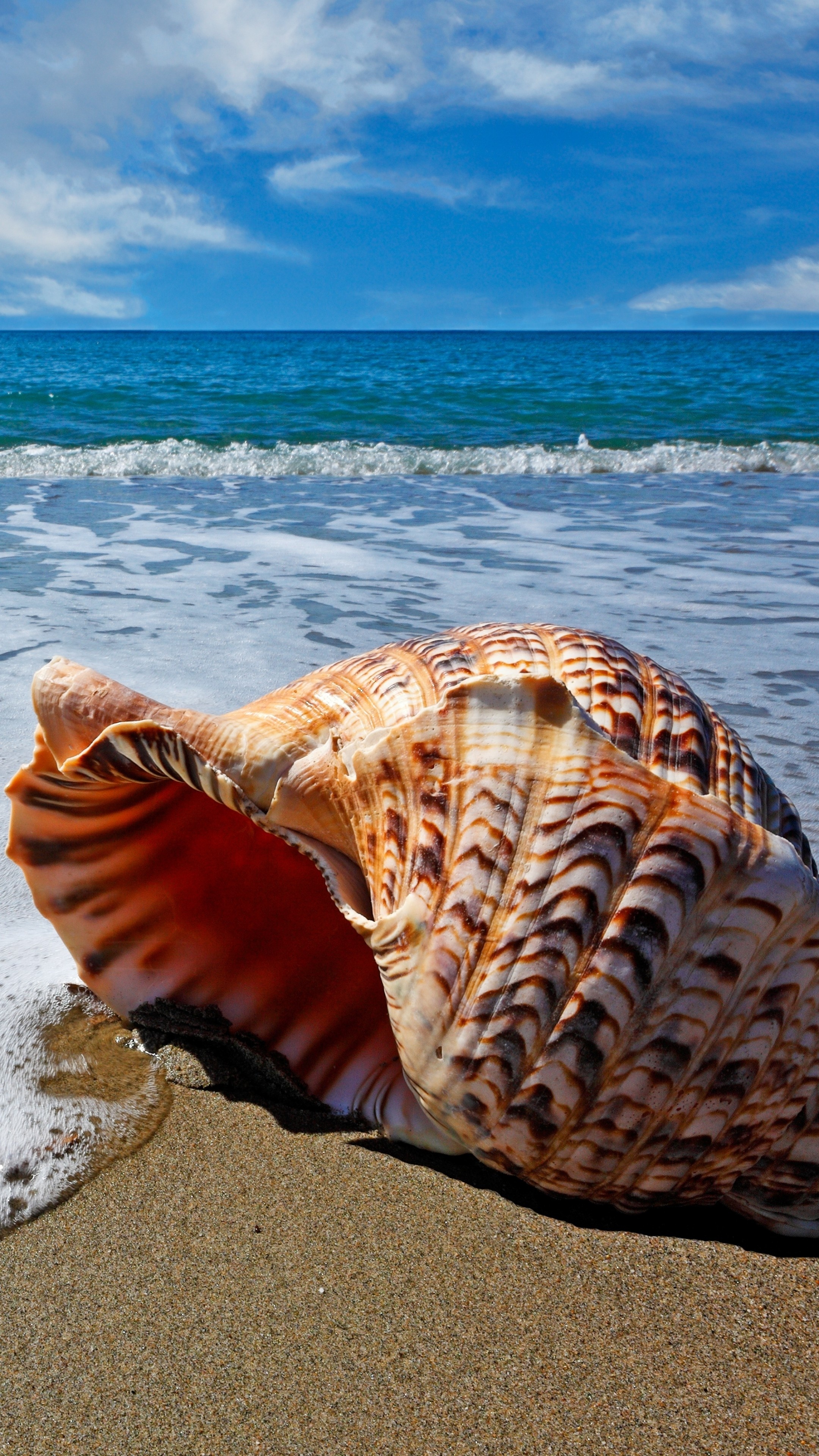 Sea Shell: Beach, A hard, protective outer layer, Ocean, Coast. 2160x3840 4K Wallpaper.