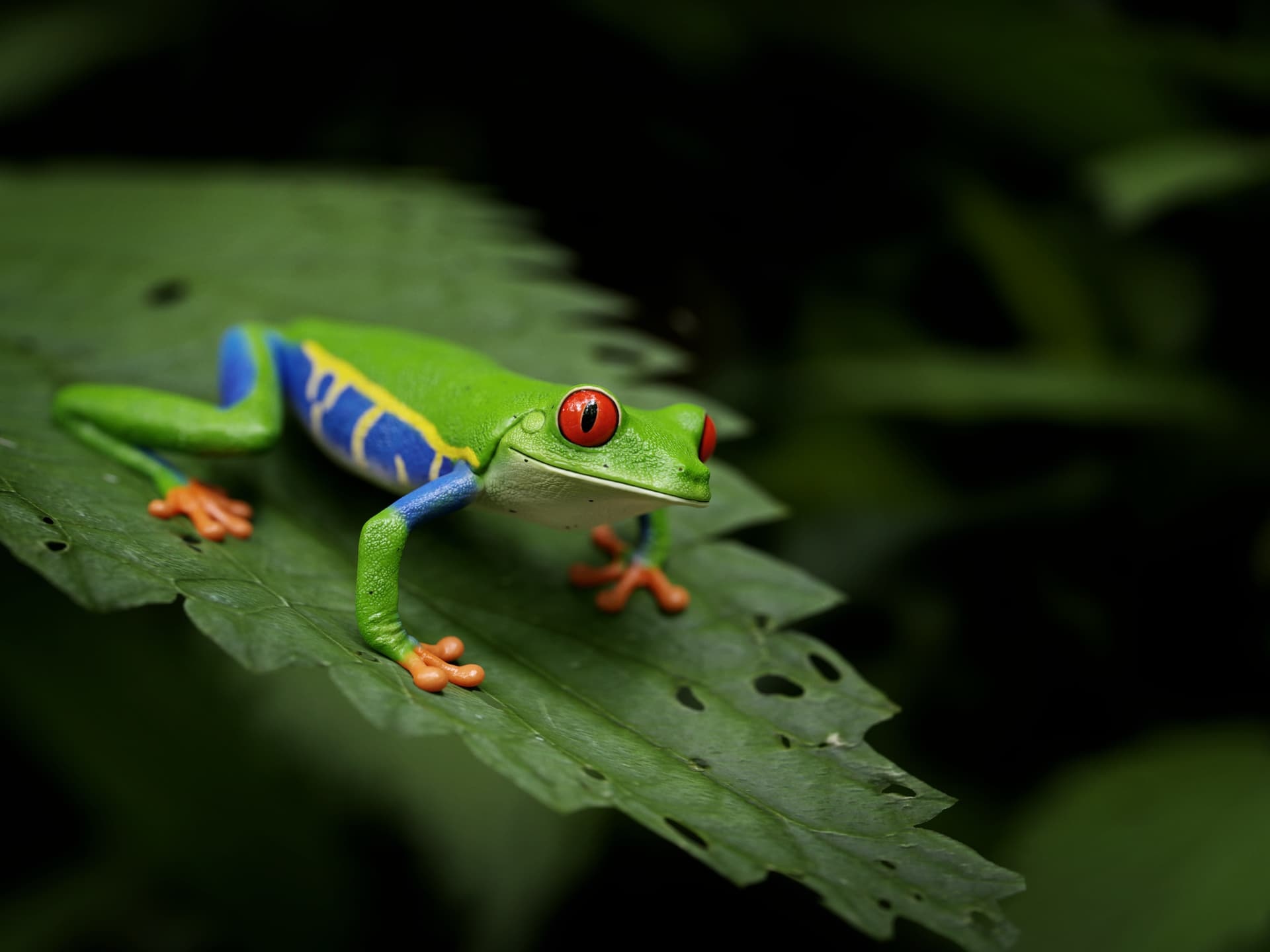 Impressive 3D art, Vibrant red-eyed frog, Unique style, Blender Artists Community, 1920x1440 HD Desktop