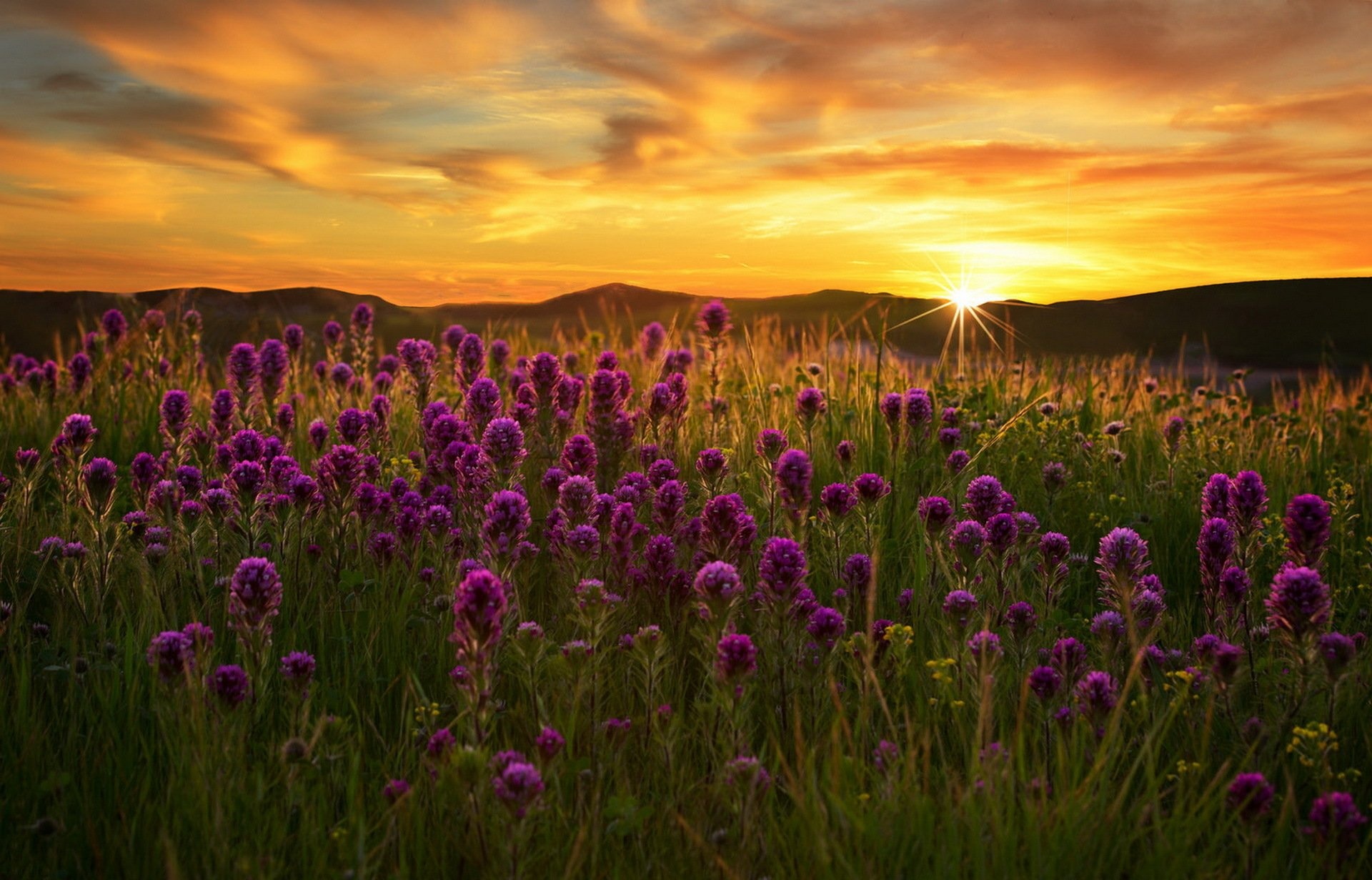 Flower Field: Natural ecological communities dominated by grasses. 1920x1240 HD Wallpaper.