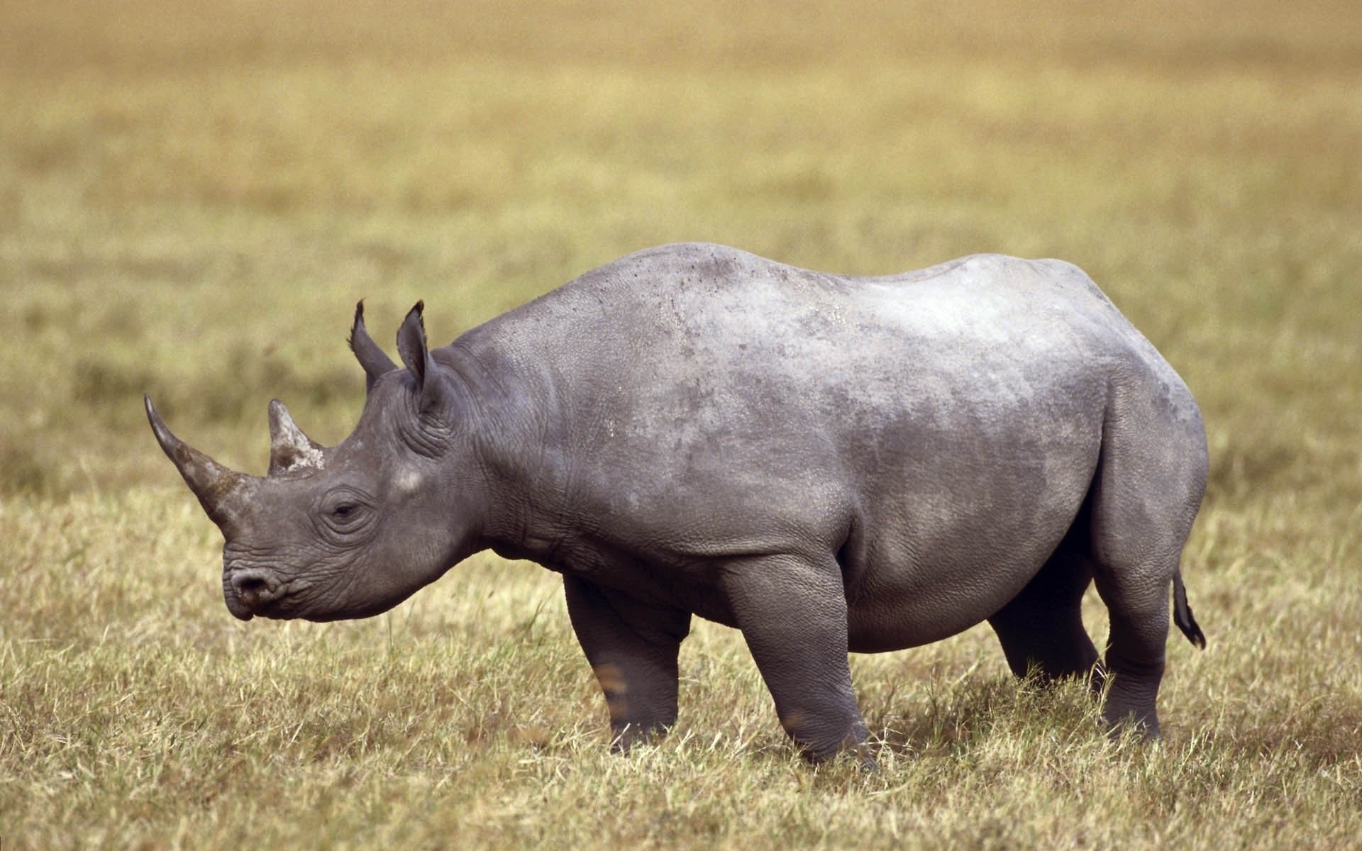Rhino with prominent horns, Vast field background, Rhino image in high resolution, Wallpx wallpaper, 1920x1200 HD Desktop