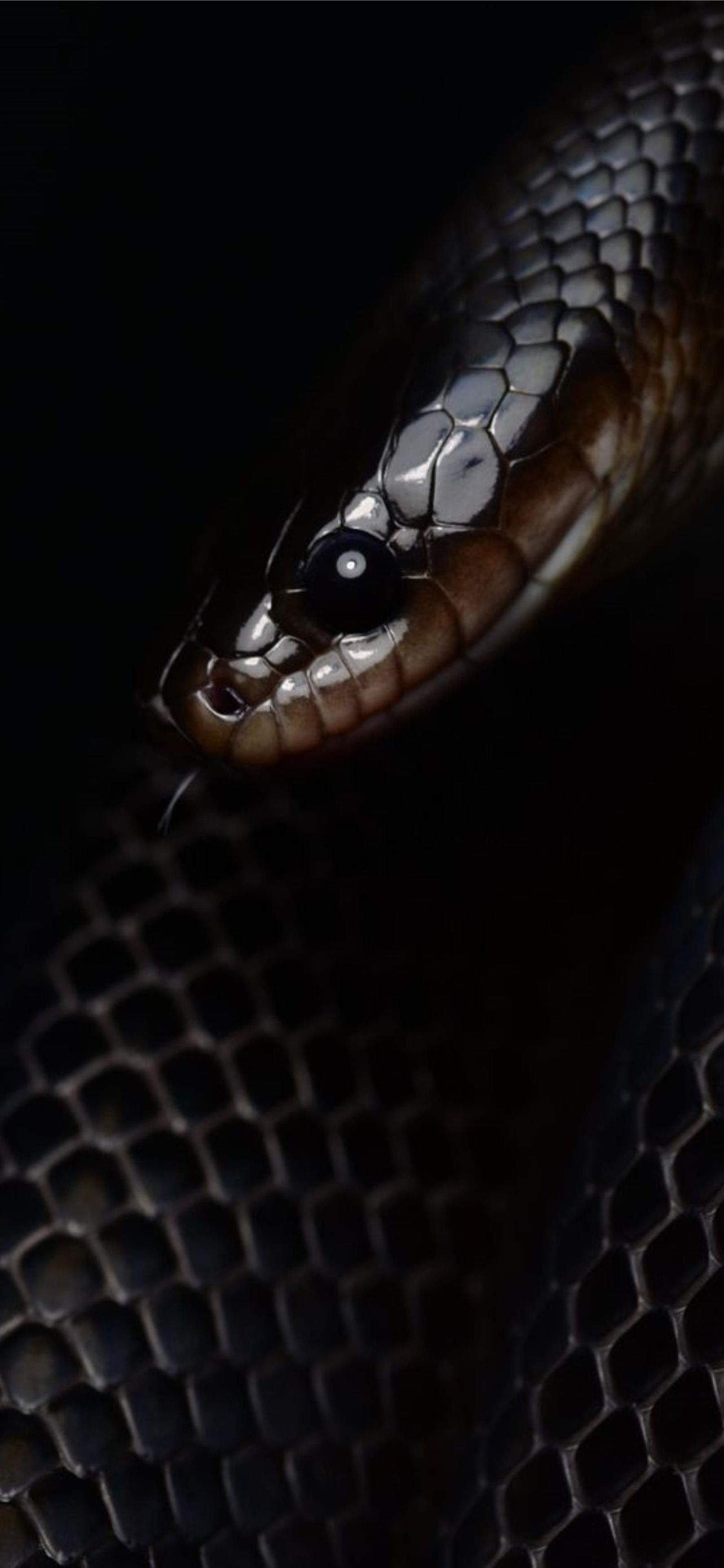 Latest snake wallpapers, iPhone HD quality, Serpent's beauty, Captivating imagery, 1290x2780 HD Handy