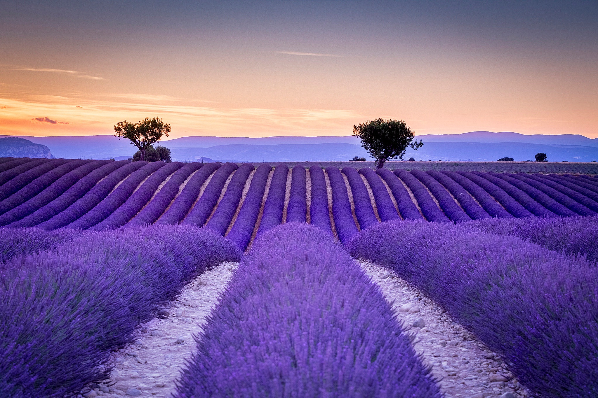 Field flower landscape, Purple flower tree, Nature's beauty, Lavender scenery, 2050x1370 HD Desktop