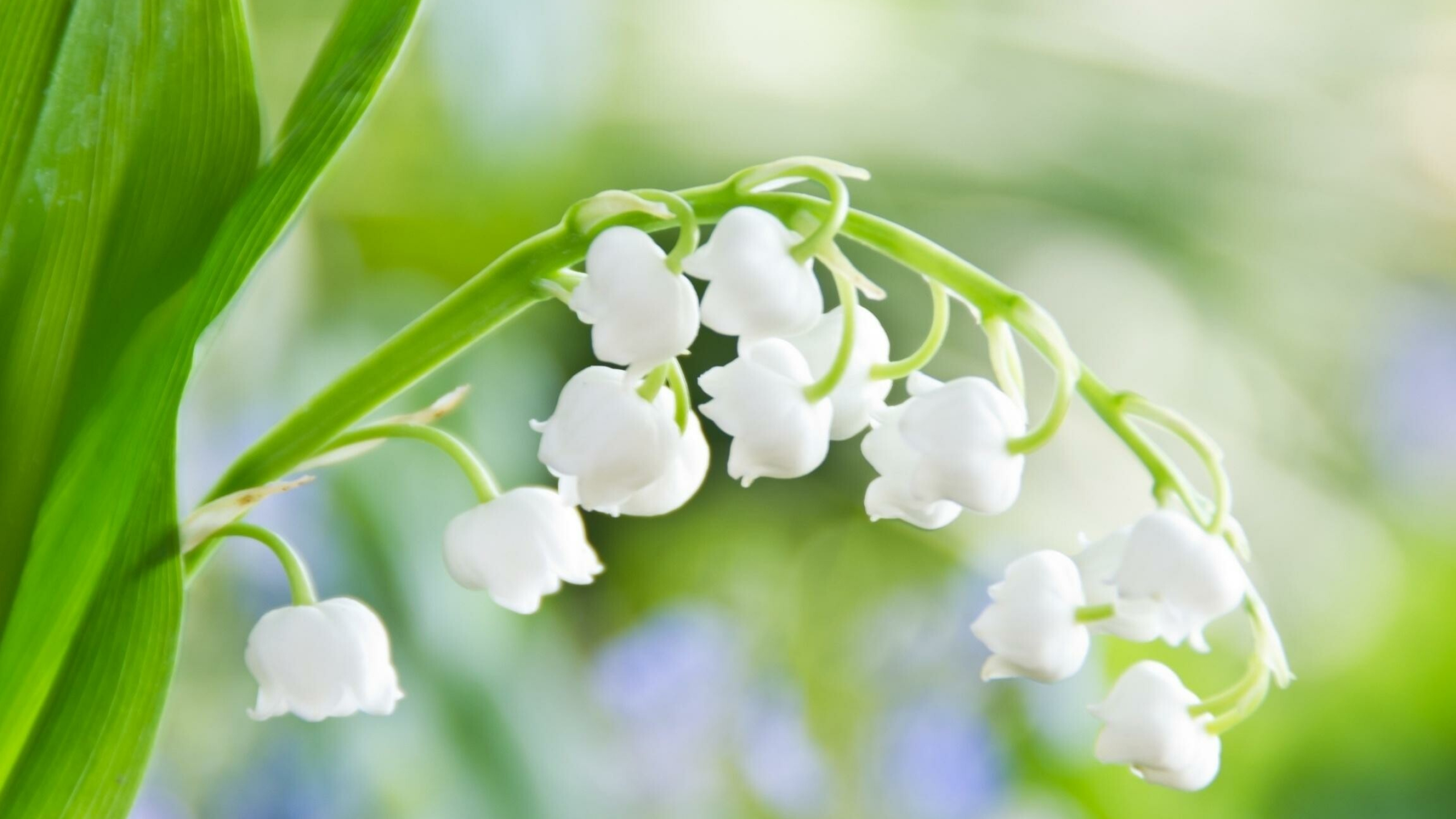 Lily of the Valley: The leaves are located at the base of the plant, The delicate white or soft pink flowers are very fragrant. 2560x1440 HD Background.