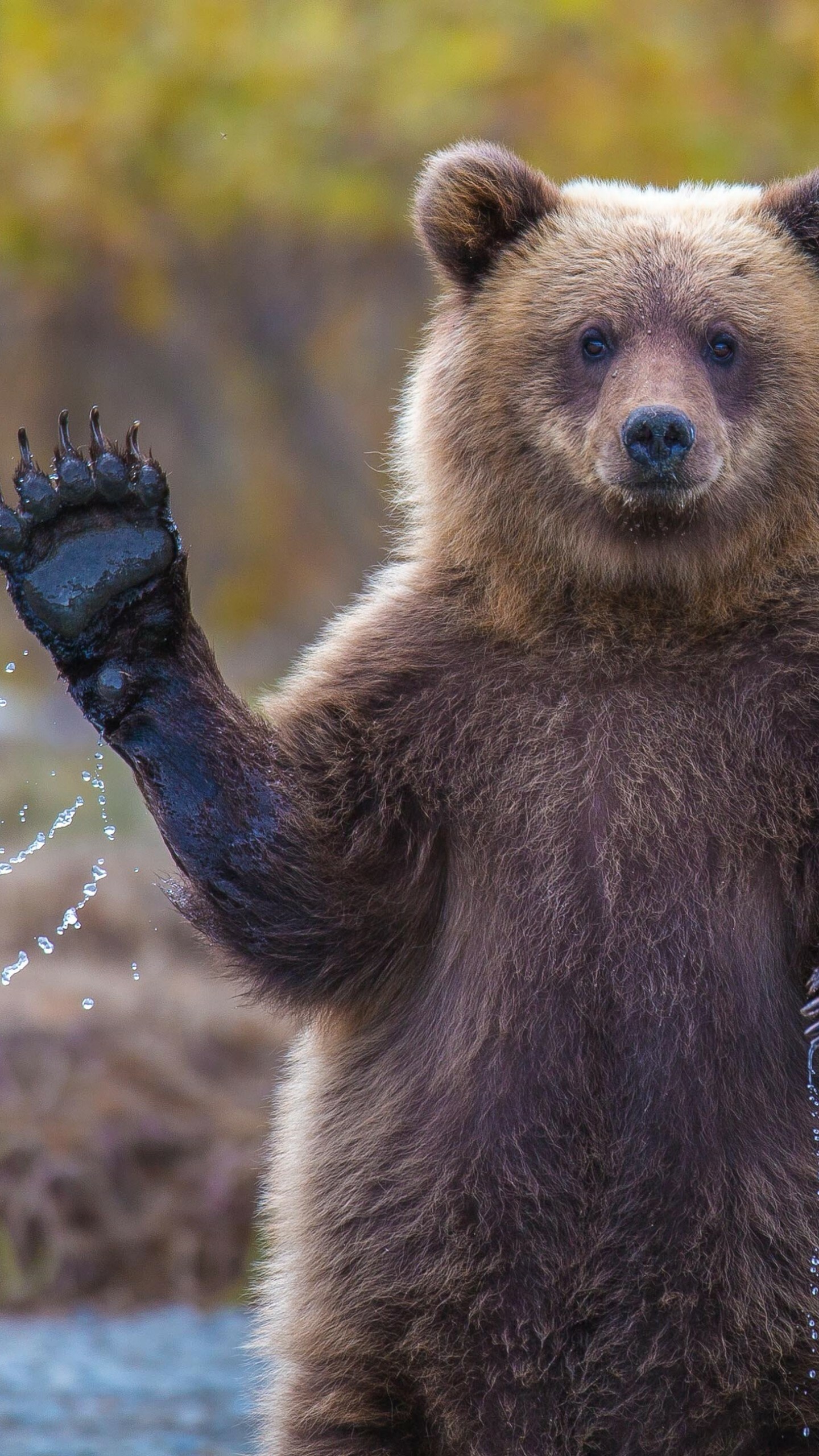 Bear: Can walk a short distance on their hind legs, Ursidae. 1440x2560 HD Wallpaper.
