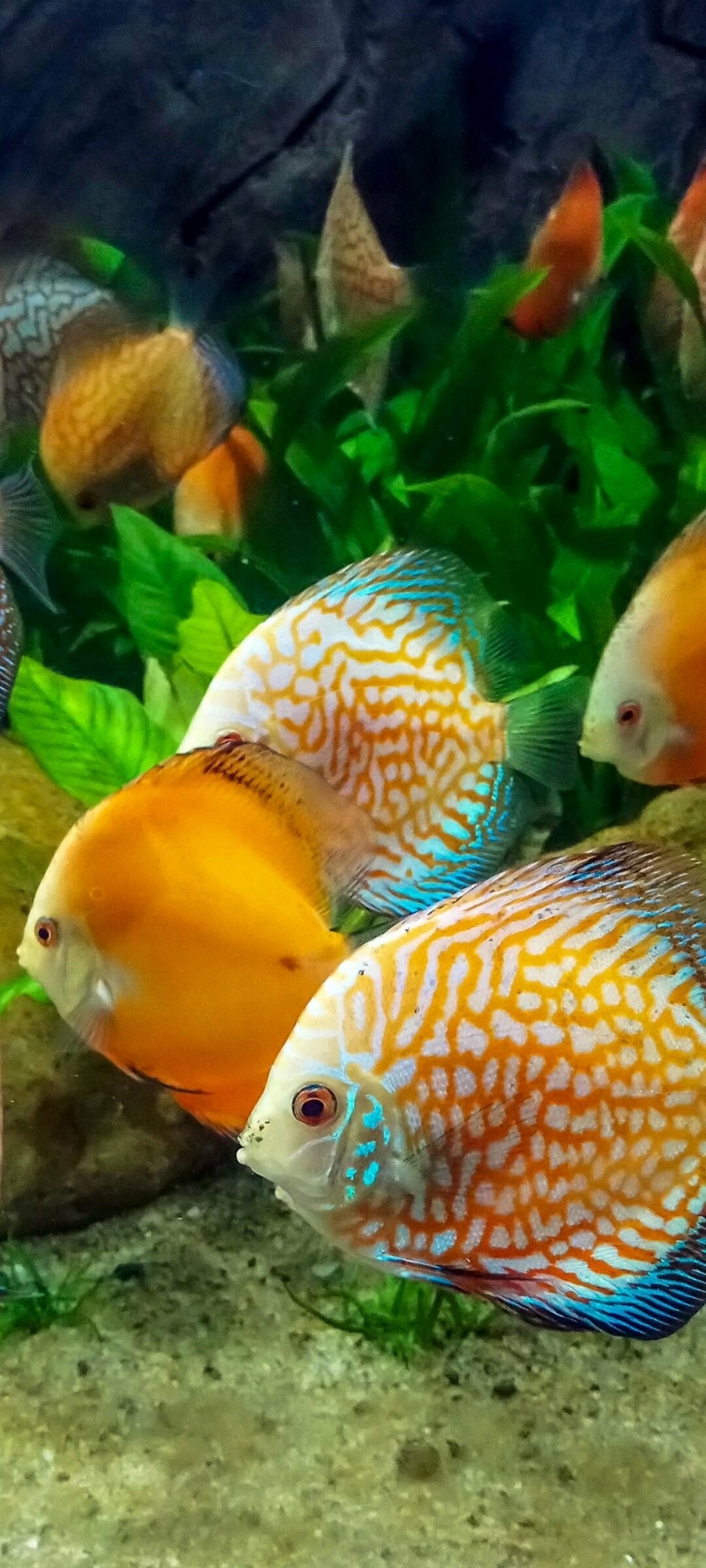 Fish: Symphysodon discus, Species restricted to blackwater habitats. 1080x2400 HD Background.