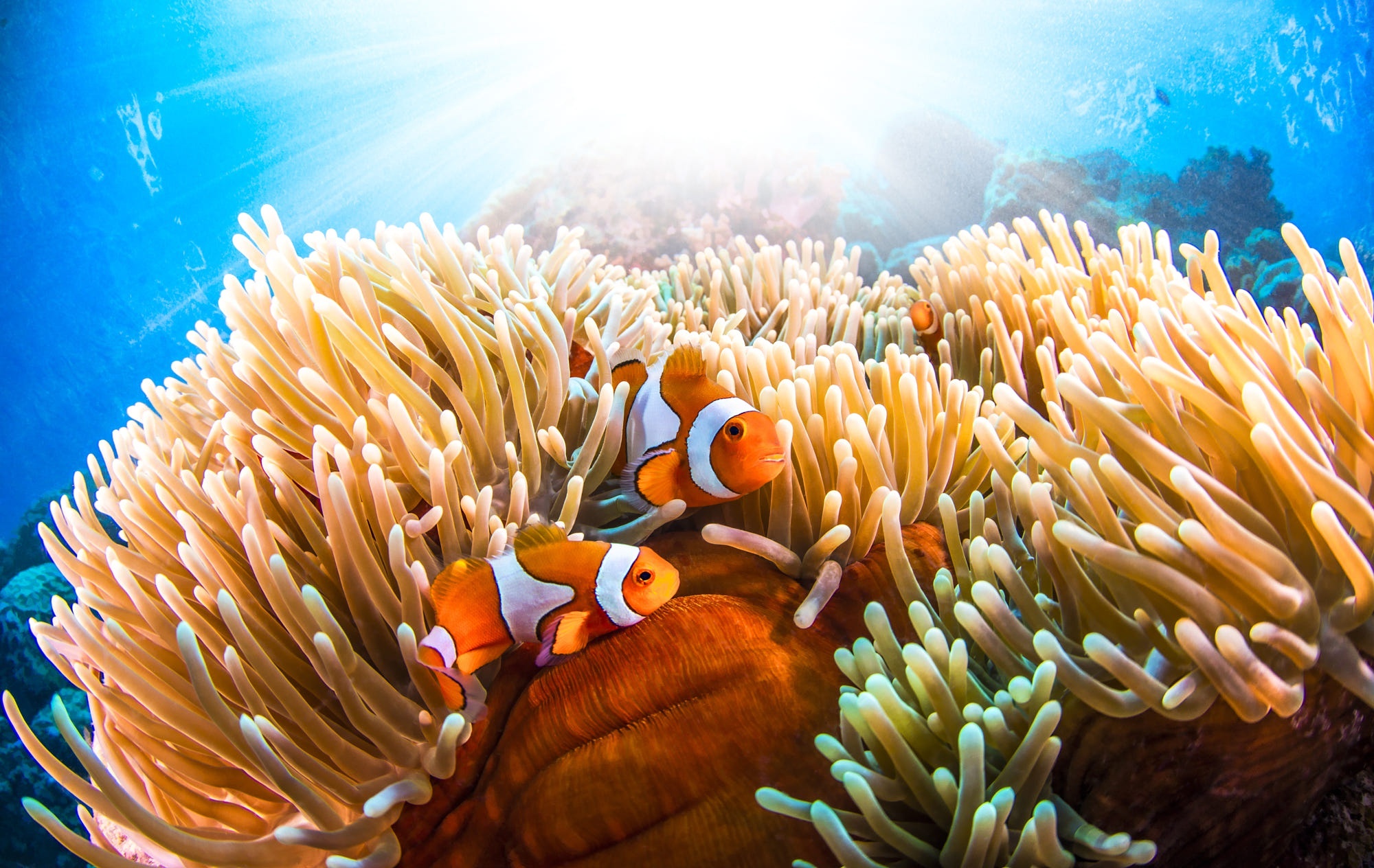 Colorful clownfish, Marine fish, Tropical beauty, Underwater wonder, 2000x1270 HD Desktop