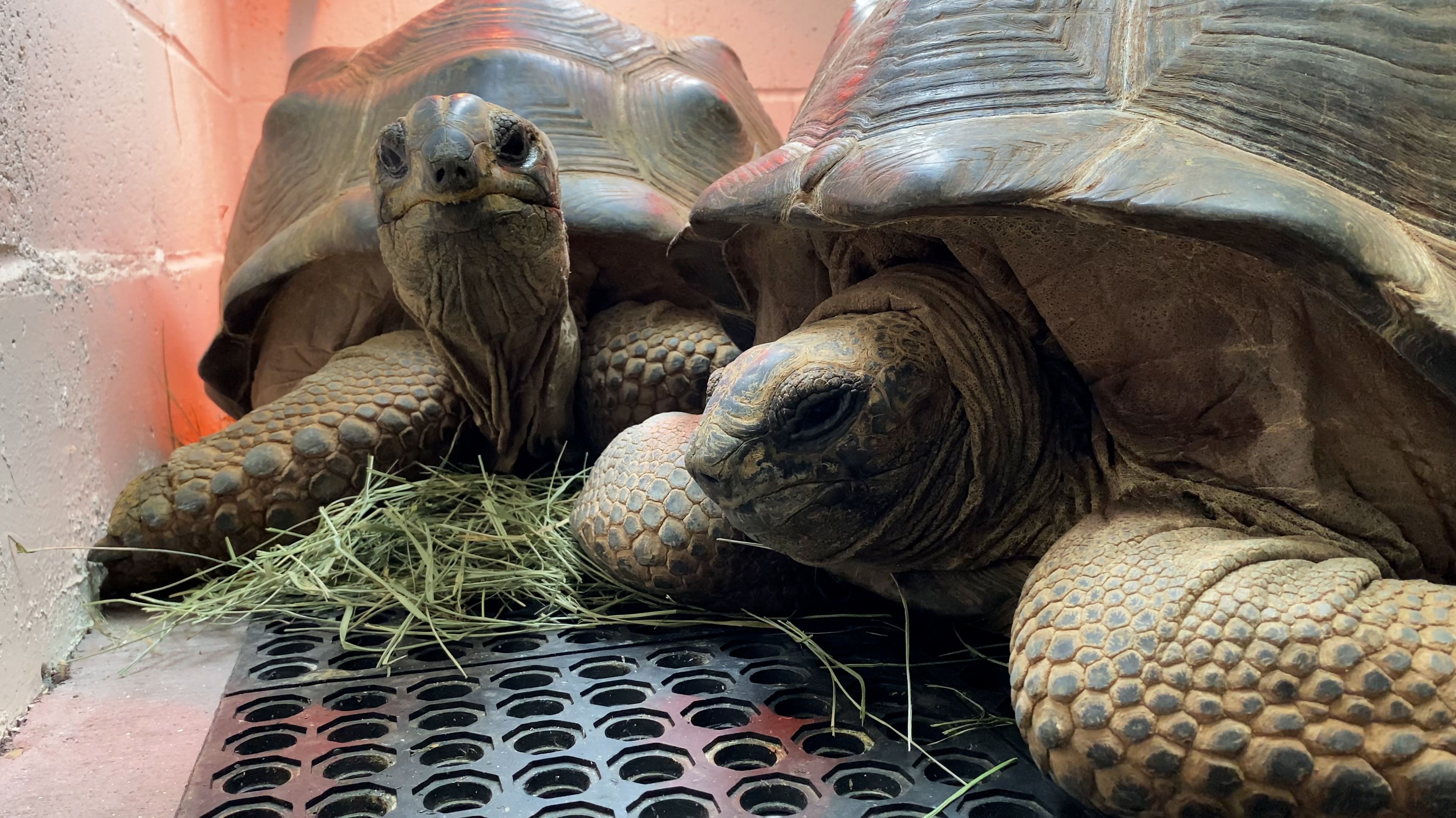 Rescued tortoise arrival, Oakland Zoo celebration, Second chance, Conservation efforts, 3840x2160 4K Desktop
