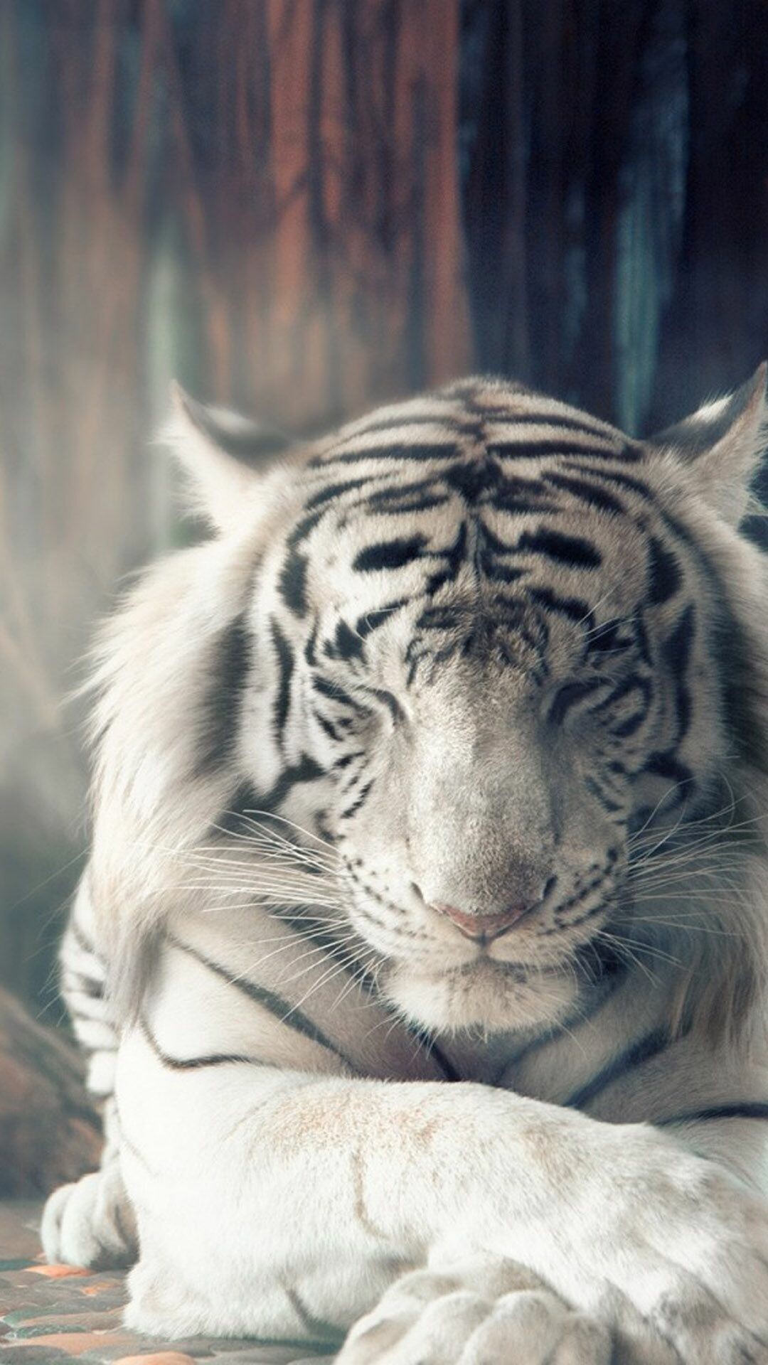 White tiger elegance, Phone wallpaper perfection, Striking visuals, Fierce and fascinating, 1080x1920 Full HD Phone