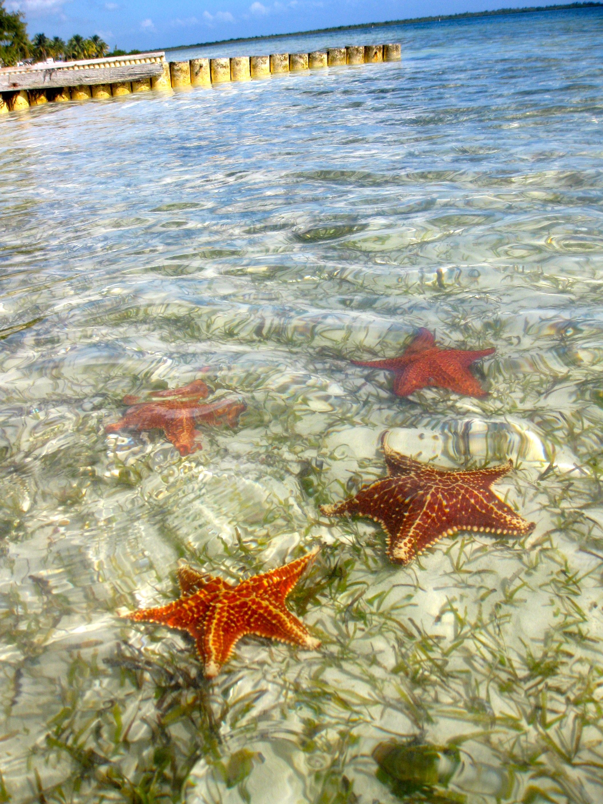 Cayman Islands, Travels, Starfish Point, Grand Cayman, 2120x2820 HD Handy