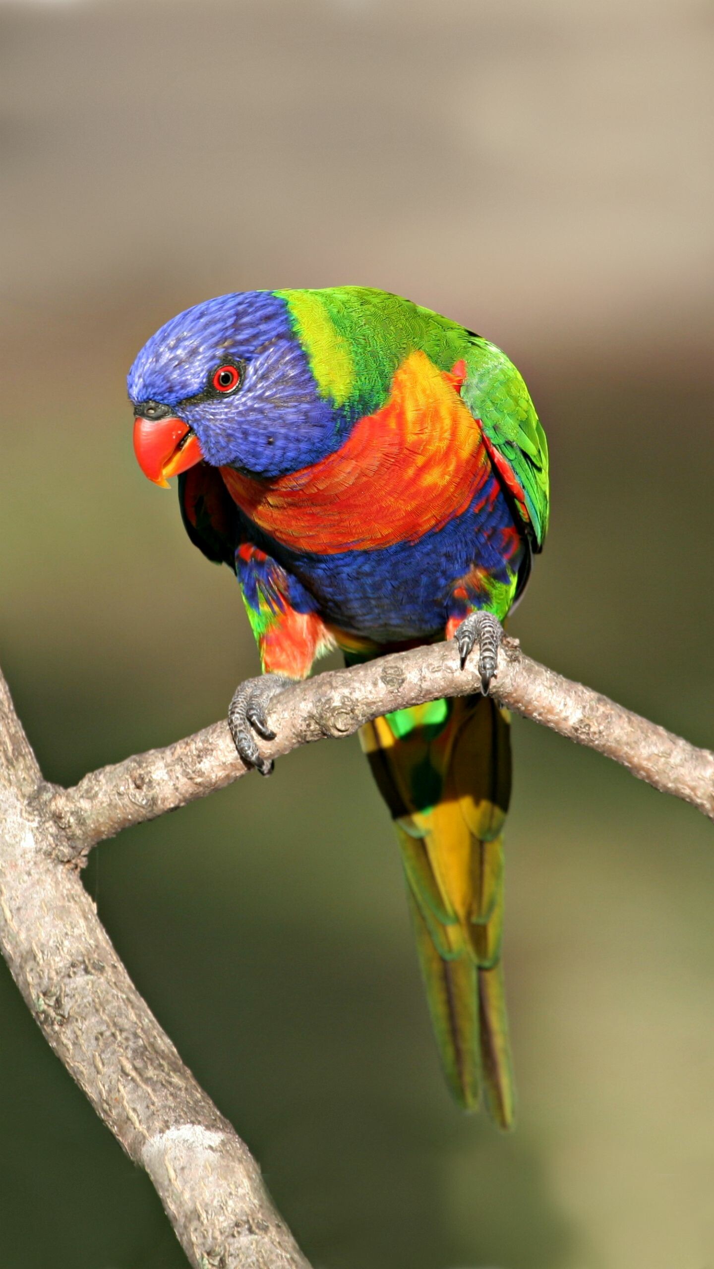 Parrot: The superfamily Strigopoidea contains three living species from New Zealand. 1440x2560 HD Background.