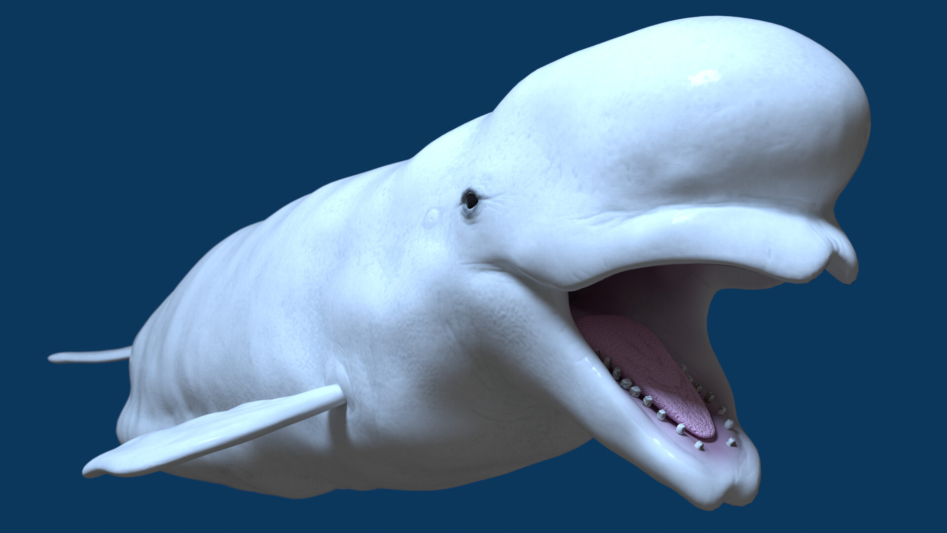 Artstation, Beluga Whale, 3D model, Demo rigged, 1920x1080 Full HD Desktop