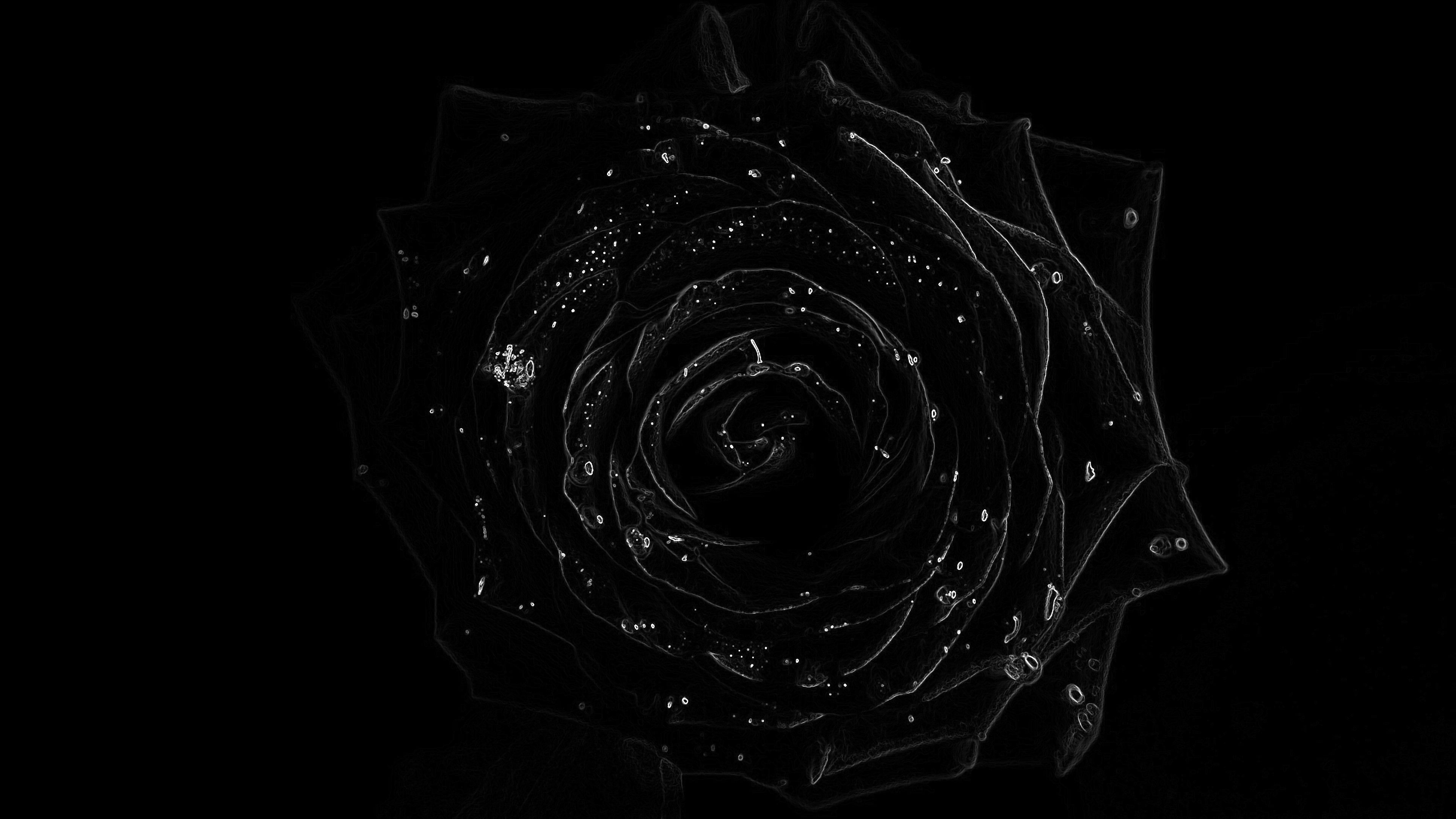 Rose, Black Wallpaper, 3840x2160 4K Desktop