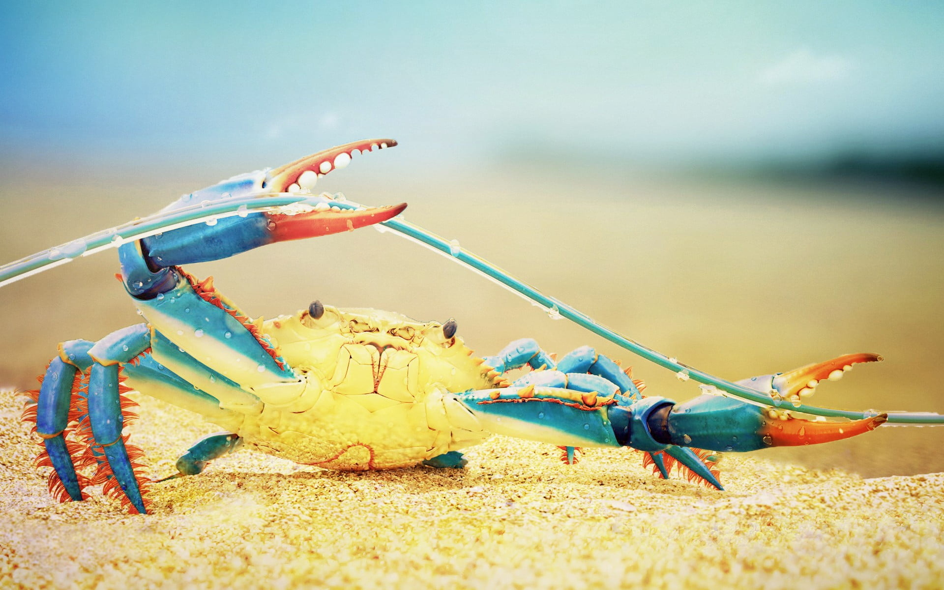 Crab: Teal, Nature, Sea life, Colorful, Sea omnivores animals. 1920x1200 HD Background.
