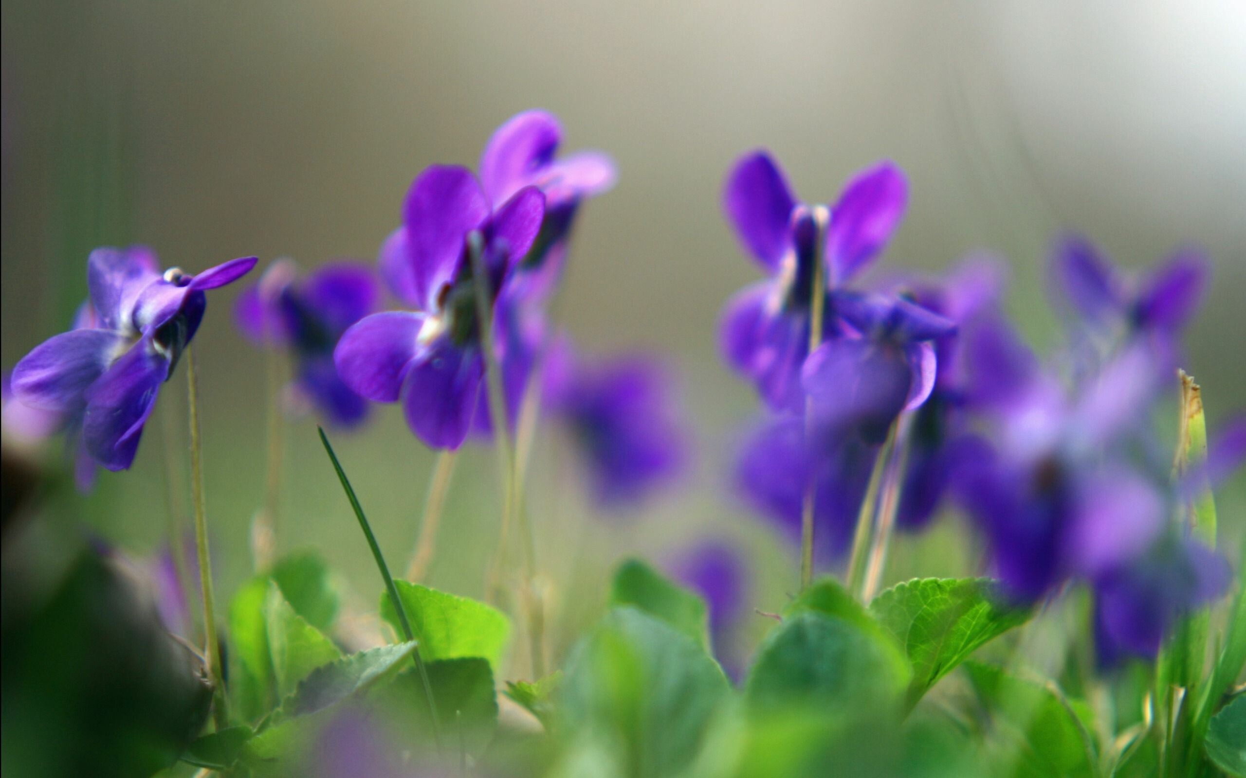 Veilchenblumen, Blumenhintergrund, Naturschnheit, Leuchtende Blten, 2560x1600 HD Desktop
