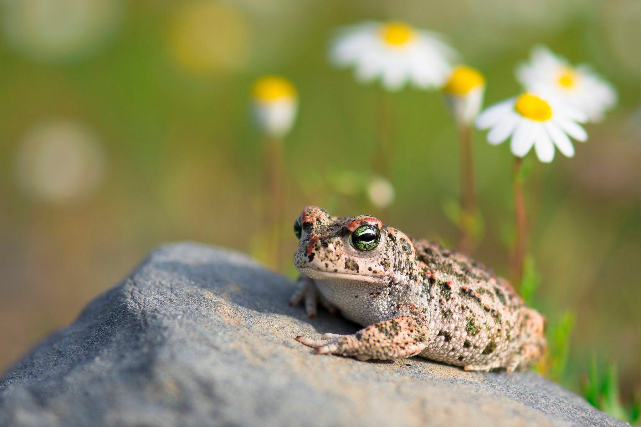 Toad wallpapers, Extensive collection, Toad species, Nature's beauty, 2050x1370 HD Desktop